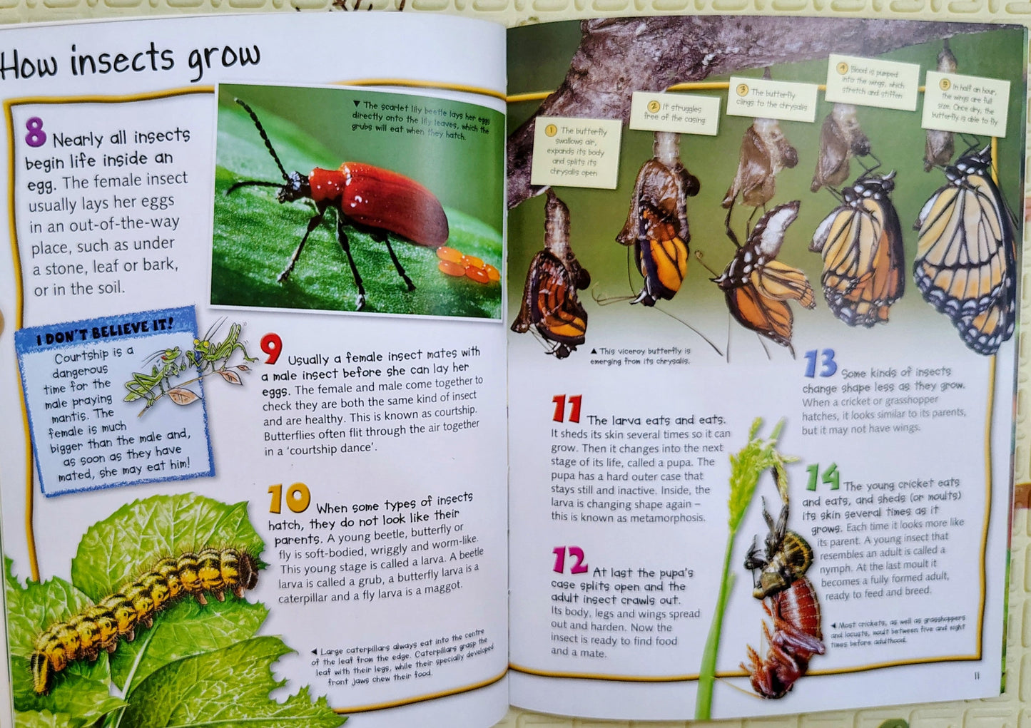 100 Facts: Bugs | Pocket Edition | Miles Kelly
