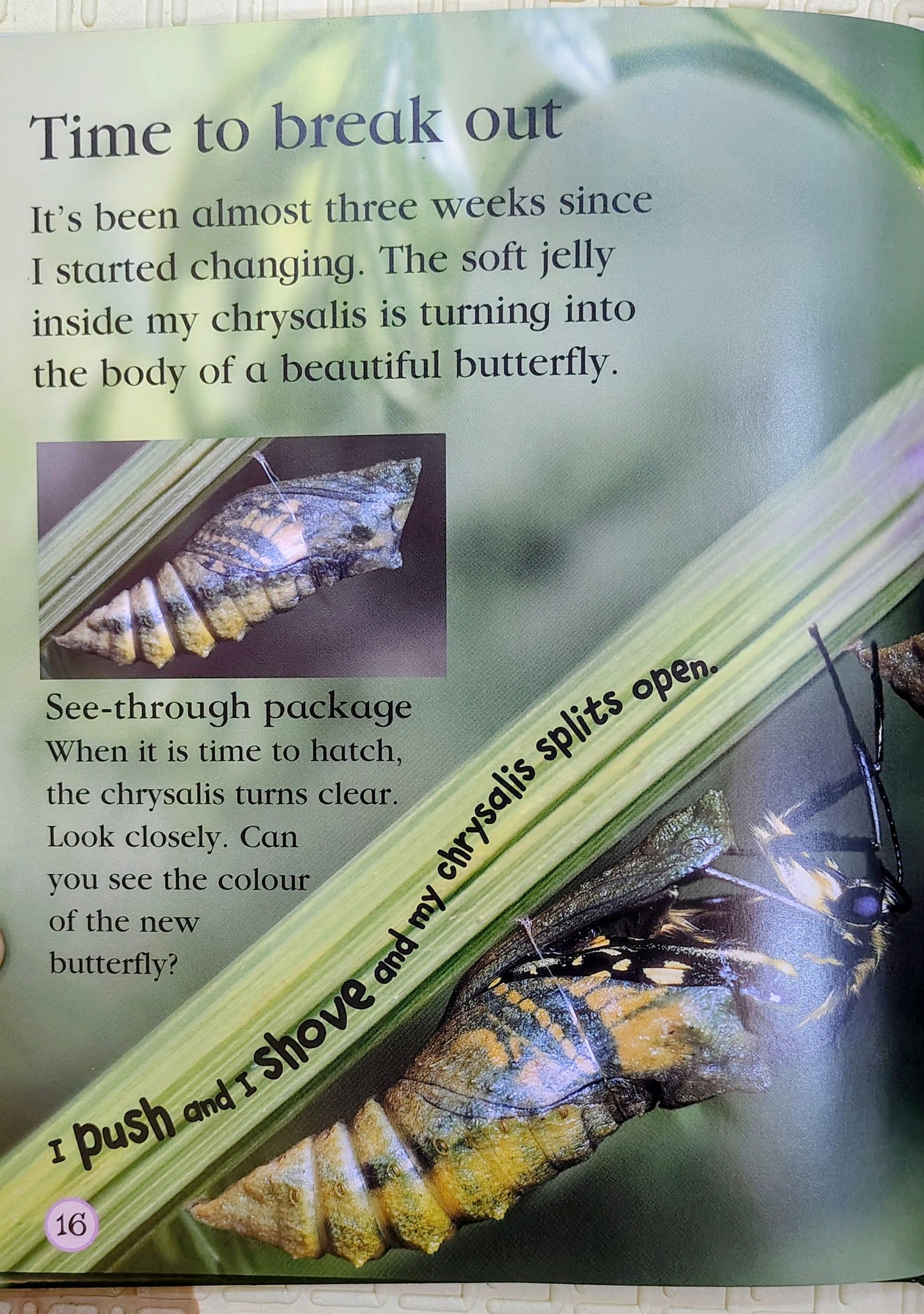 Watch Me Grow: Butterfly by DK