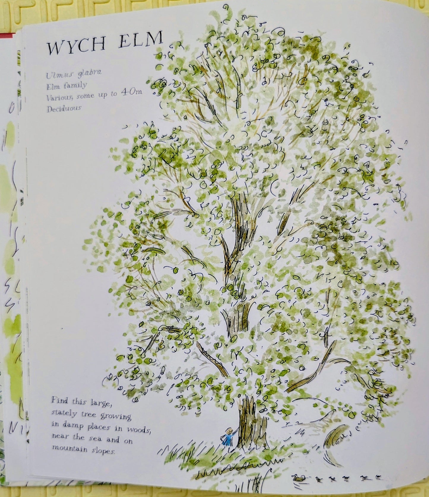 Woodland Walks by Charlotte Voake | A Guide to Trees and Flowers