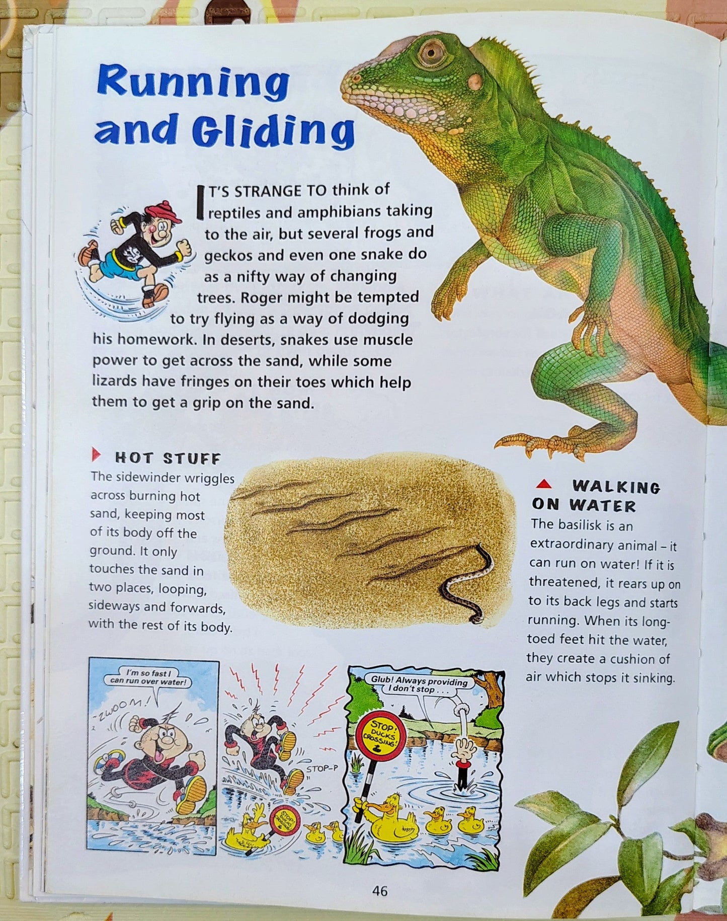 The Beano Book of Amazing Animals | Kingfisher