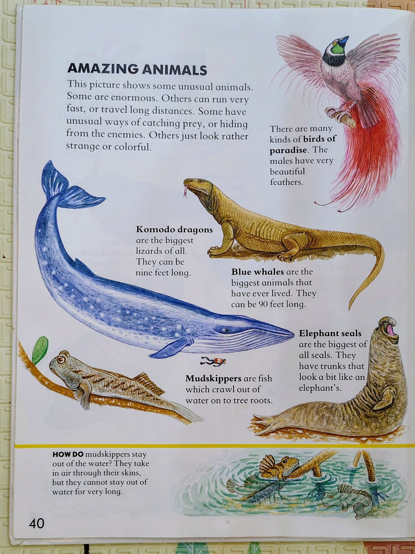 My Big Book of Animals by Ann Savage