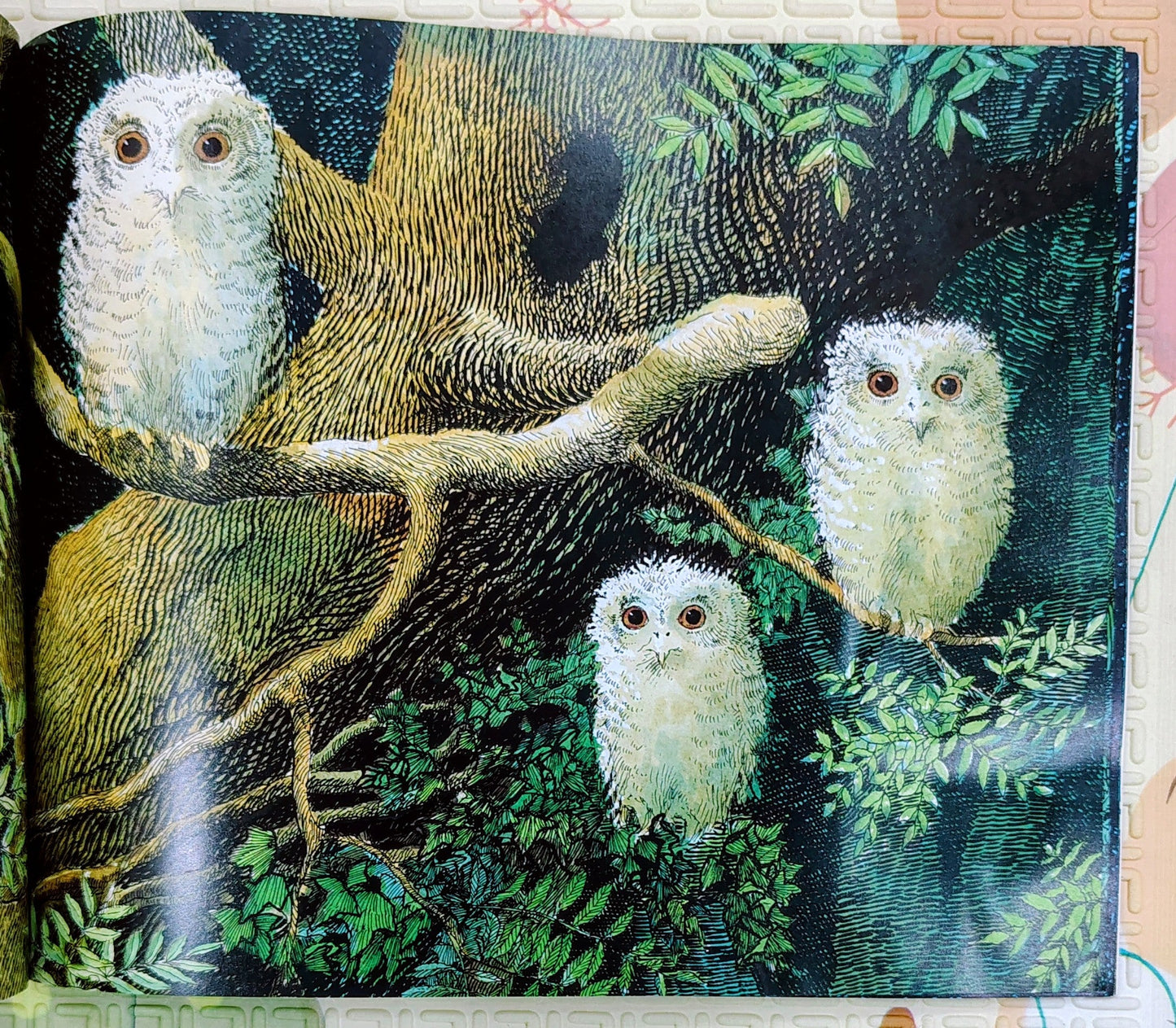 Owl Babies by Martin Waddell | Walker Books
