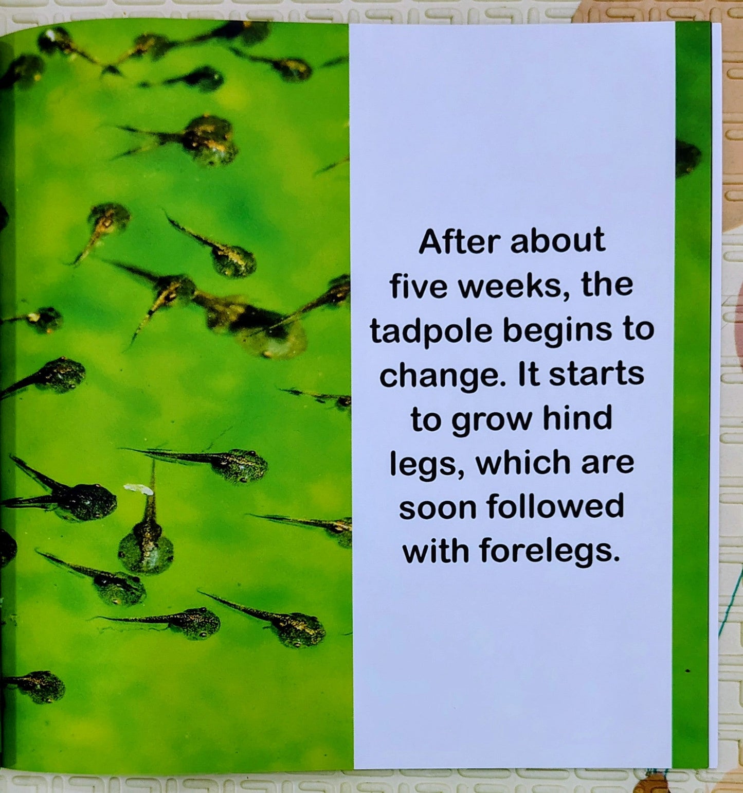 1st Grade Books For Boys: Frog Life Cycle by Baby Professor
