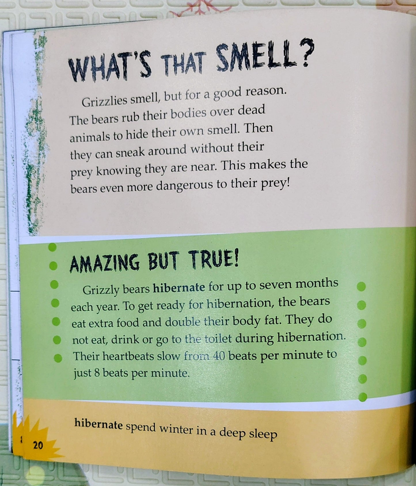 Grizzly Bears: Built for the Hunt by Lori Polydoros | First Facts
