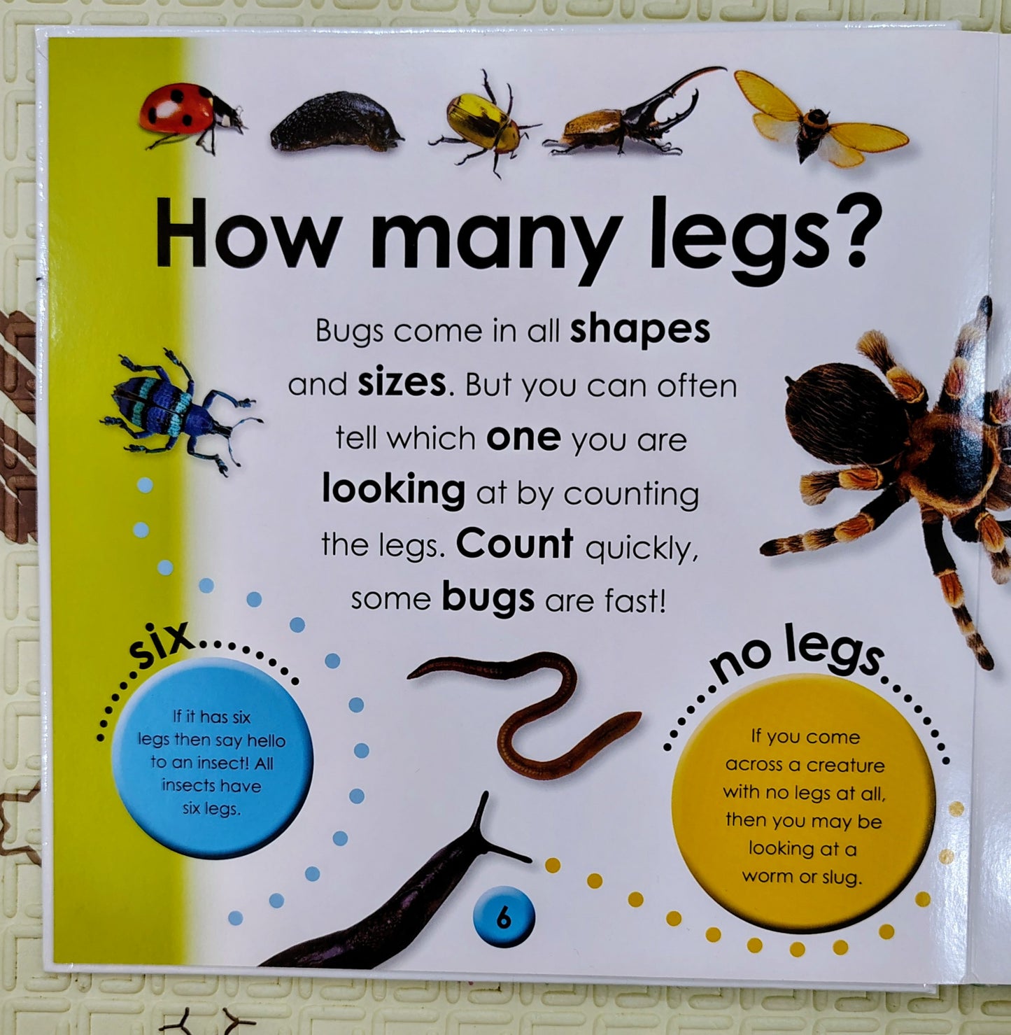 First Facts: Bugs by DK | Boardbook