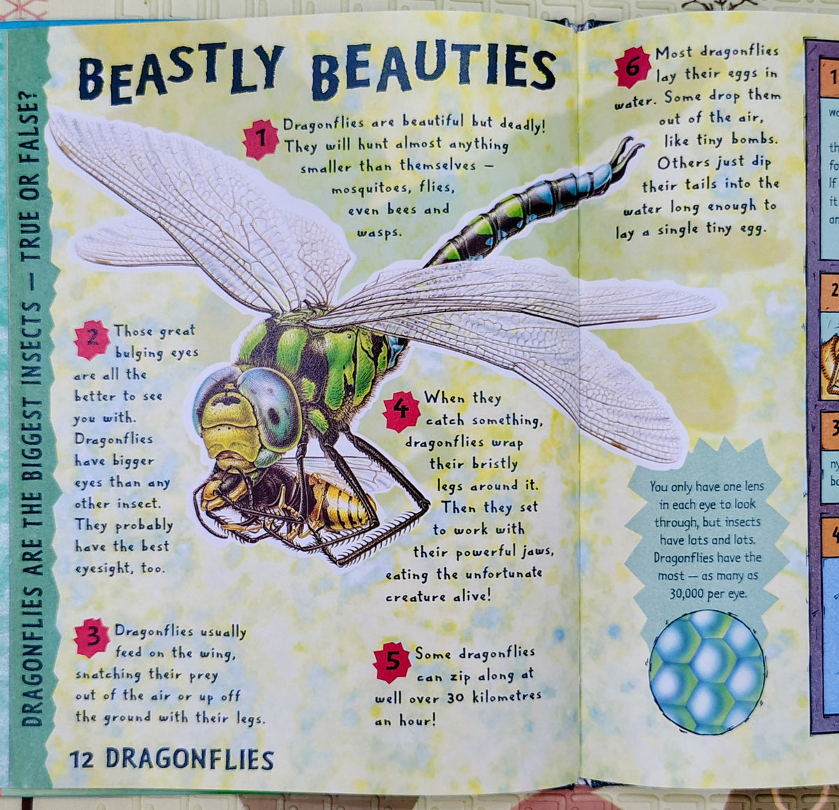 Wings, Stings and Wriggly Things by Martin Jenkins | Bright Sparks