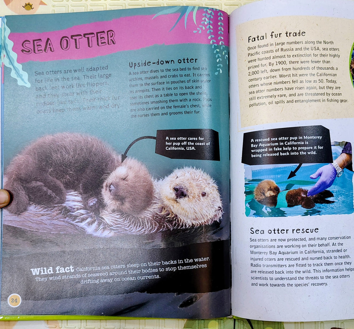 Endangered Wildlife Ocean Life | Wayland Non-Fiction