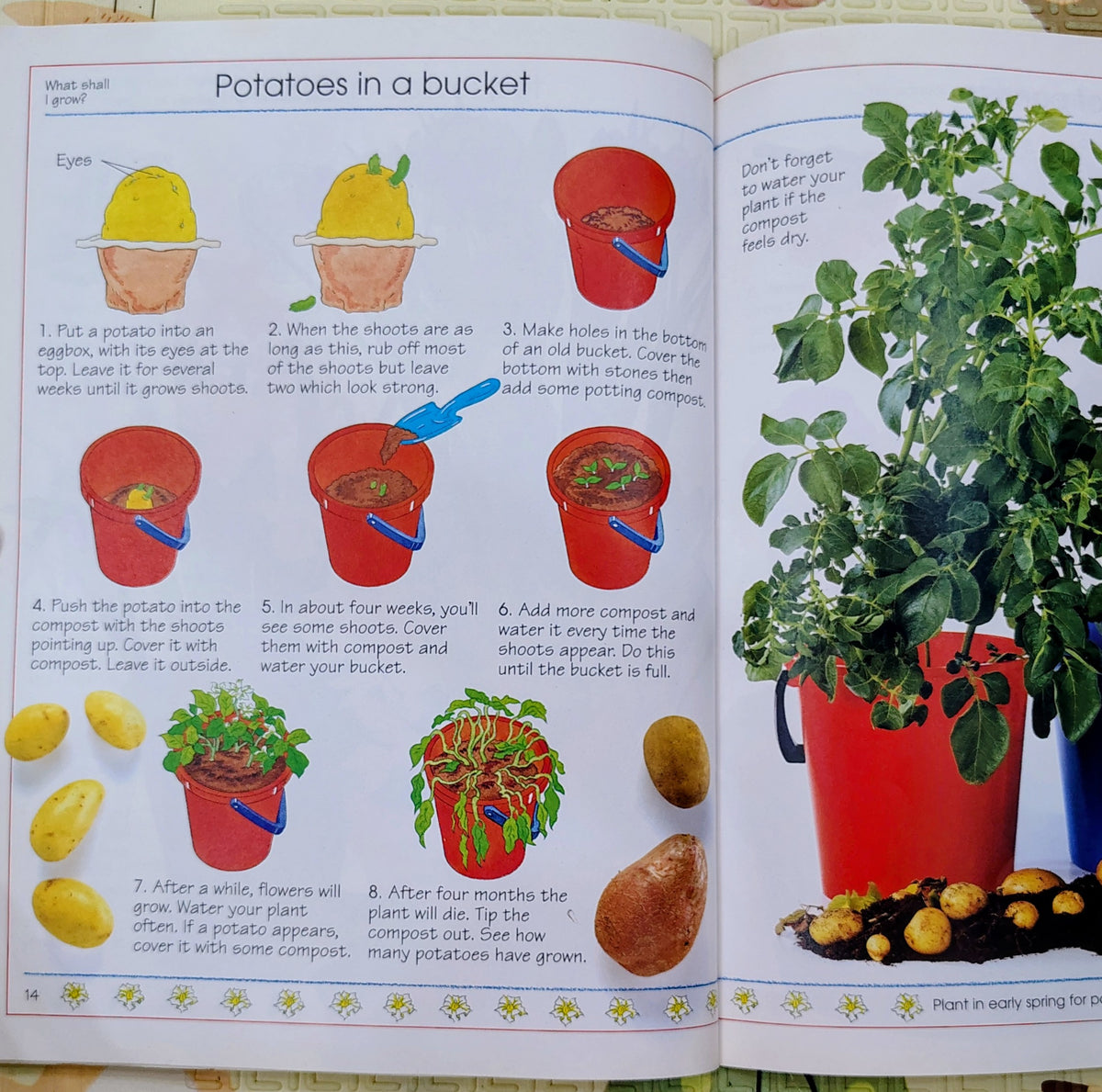 What Shall I Grow? | Usborne Publishing | Gardening & Nature