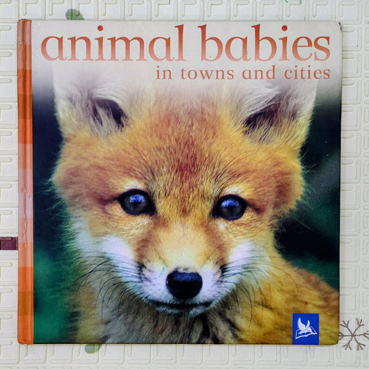 Animal Babies in Towns and Cities | Kingfisher | Educational