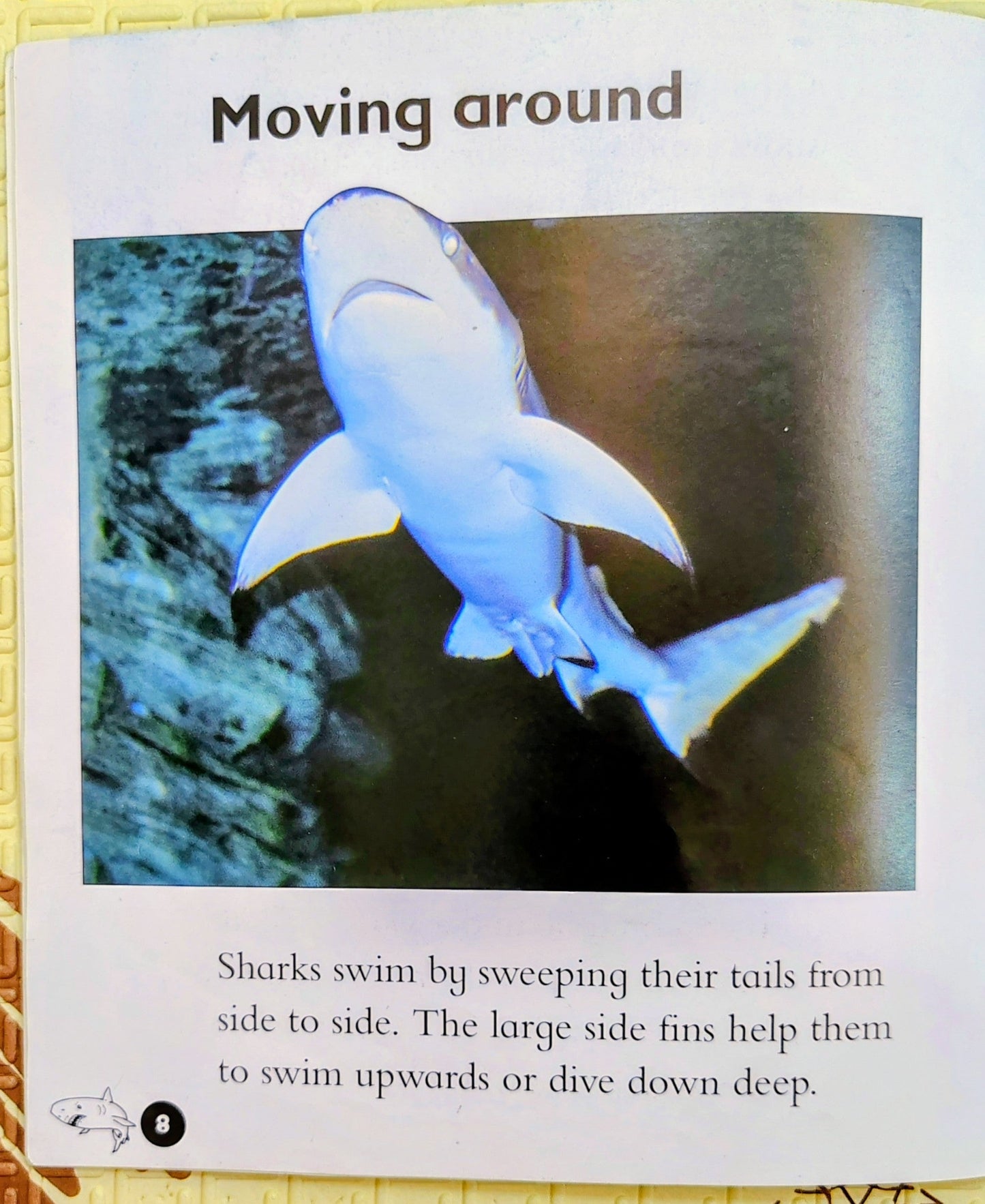 Really Wild Sharks | Heinemann