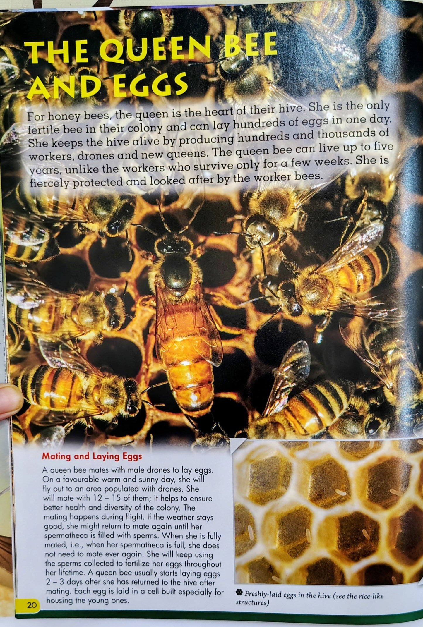 Discover Bees by Wonders of Learning | A visual Guide