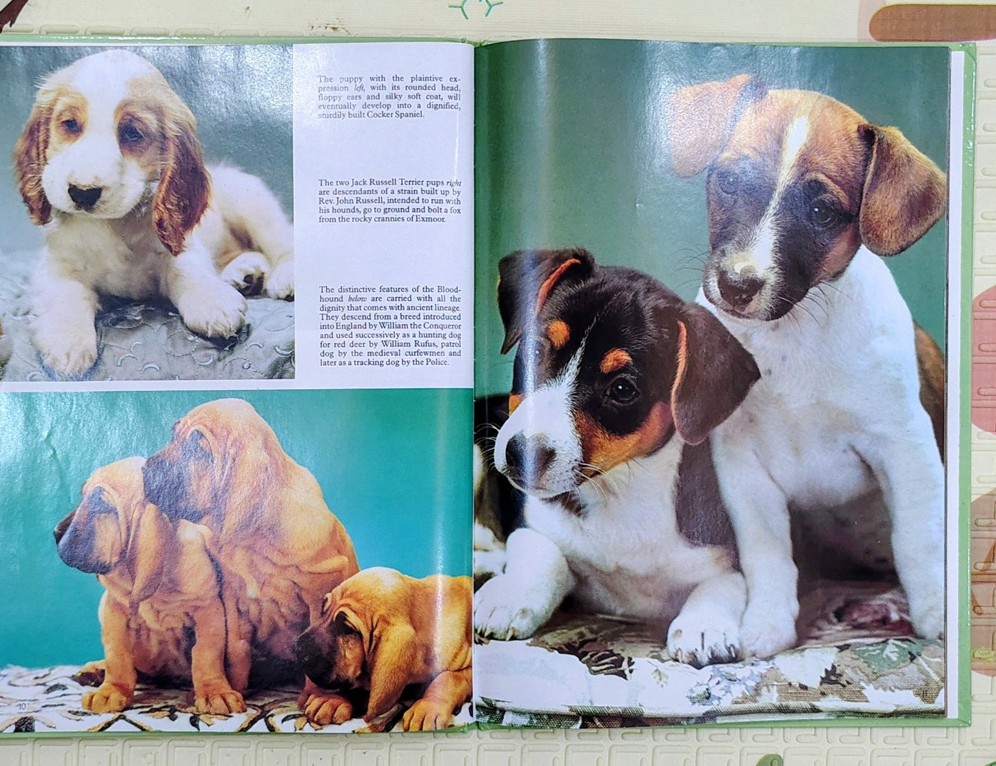 Puppies by Kathryn Spink | Colour Nature Library