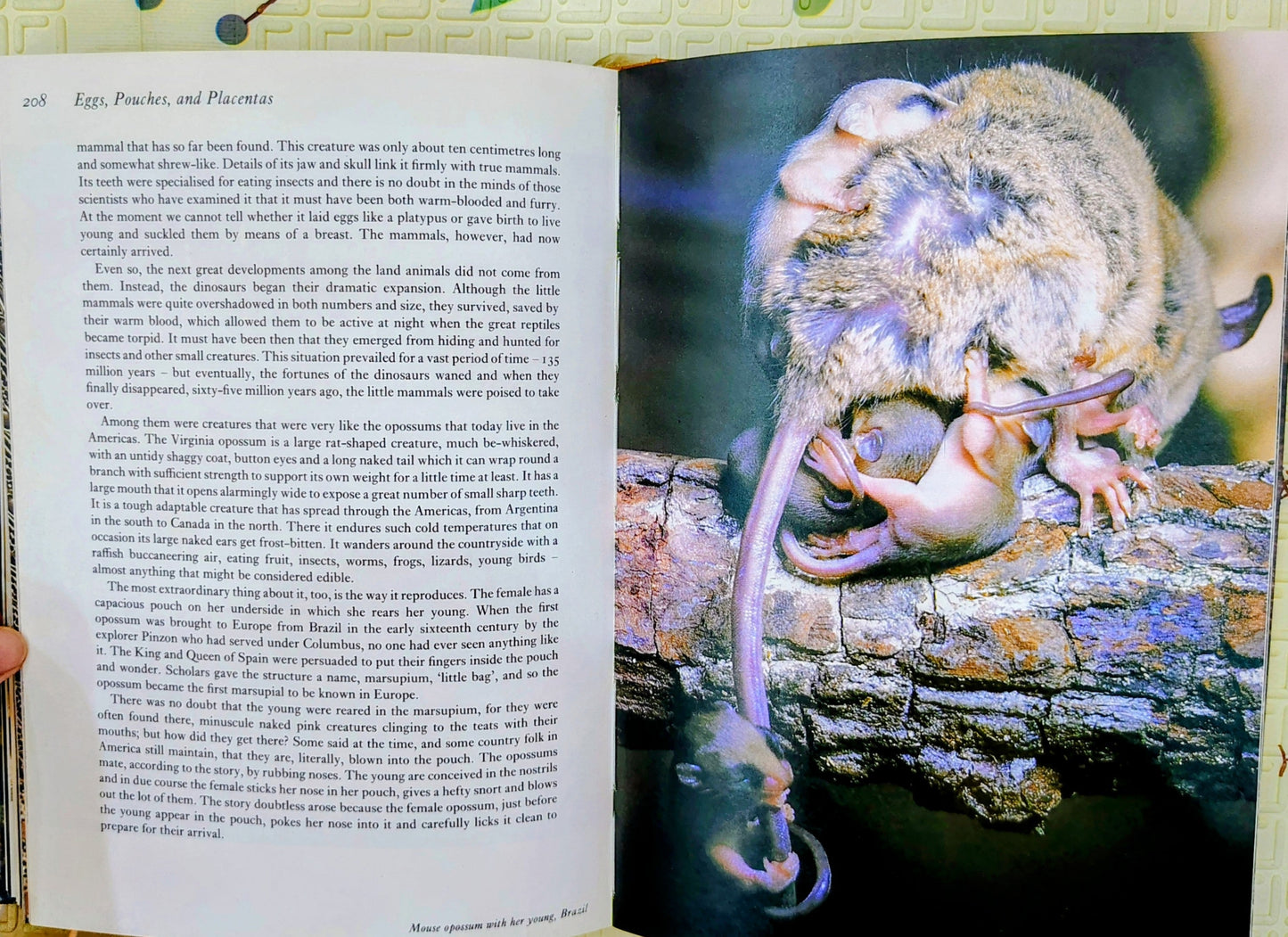 Life on Earth by David Attenborough | Nature's History