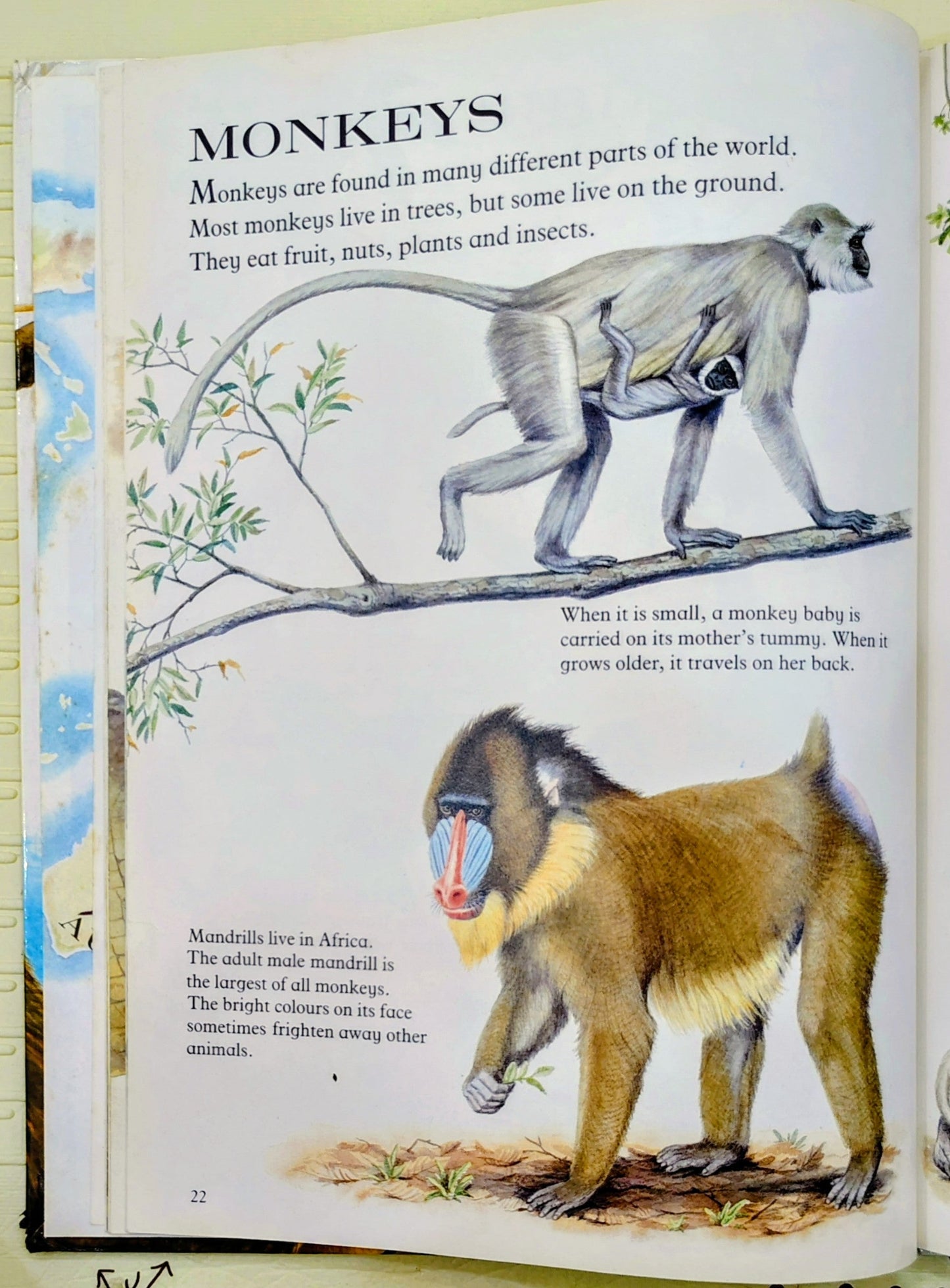 My First Book of Animals by Mothercare