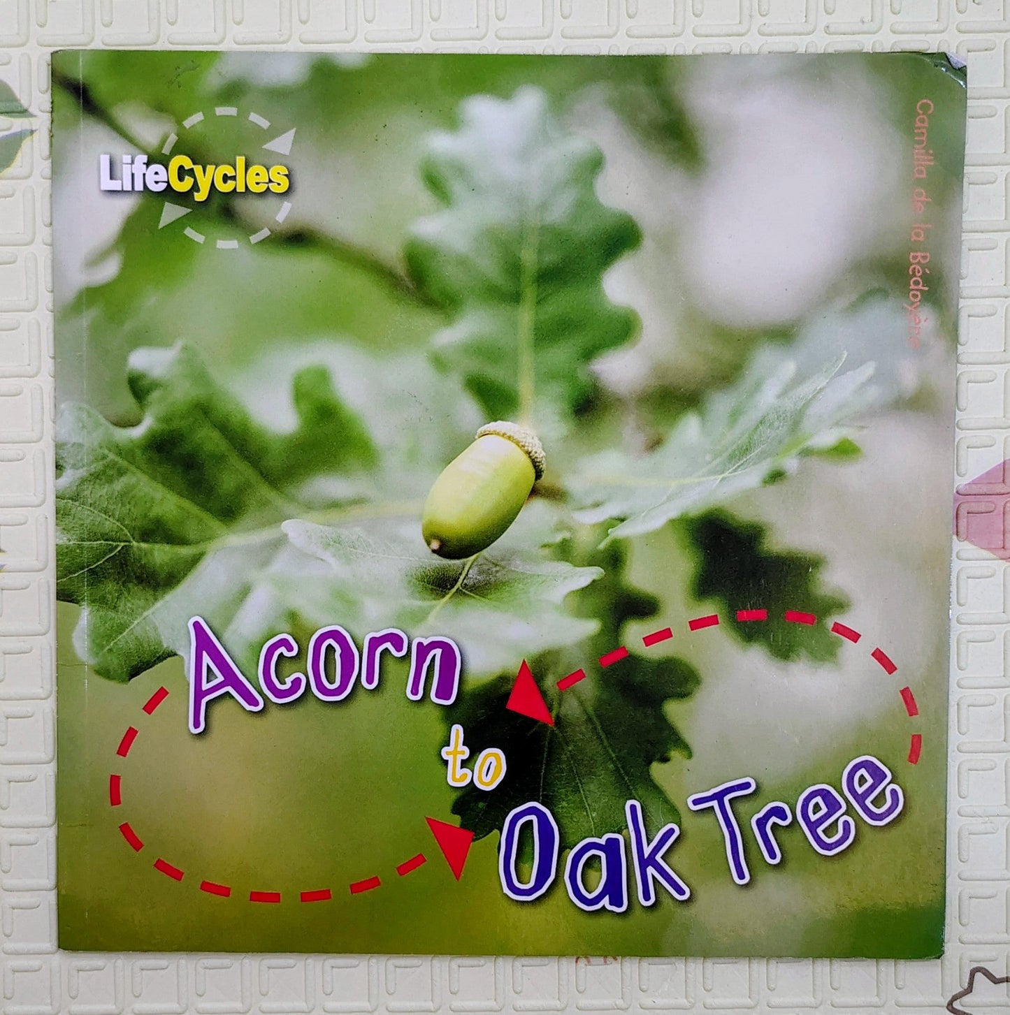 Acorn to Oak Tree by Camilla de la Bedoyere | LifeCycles