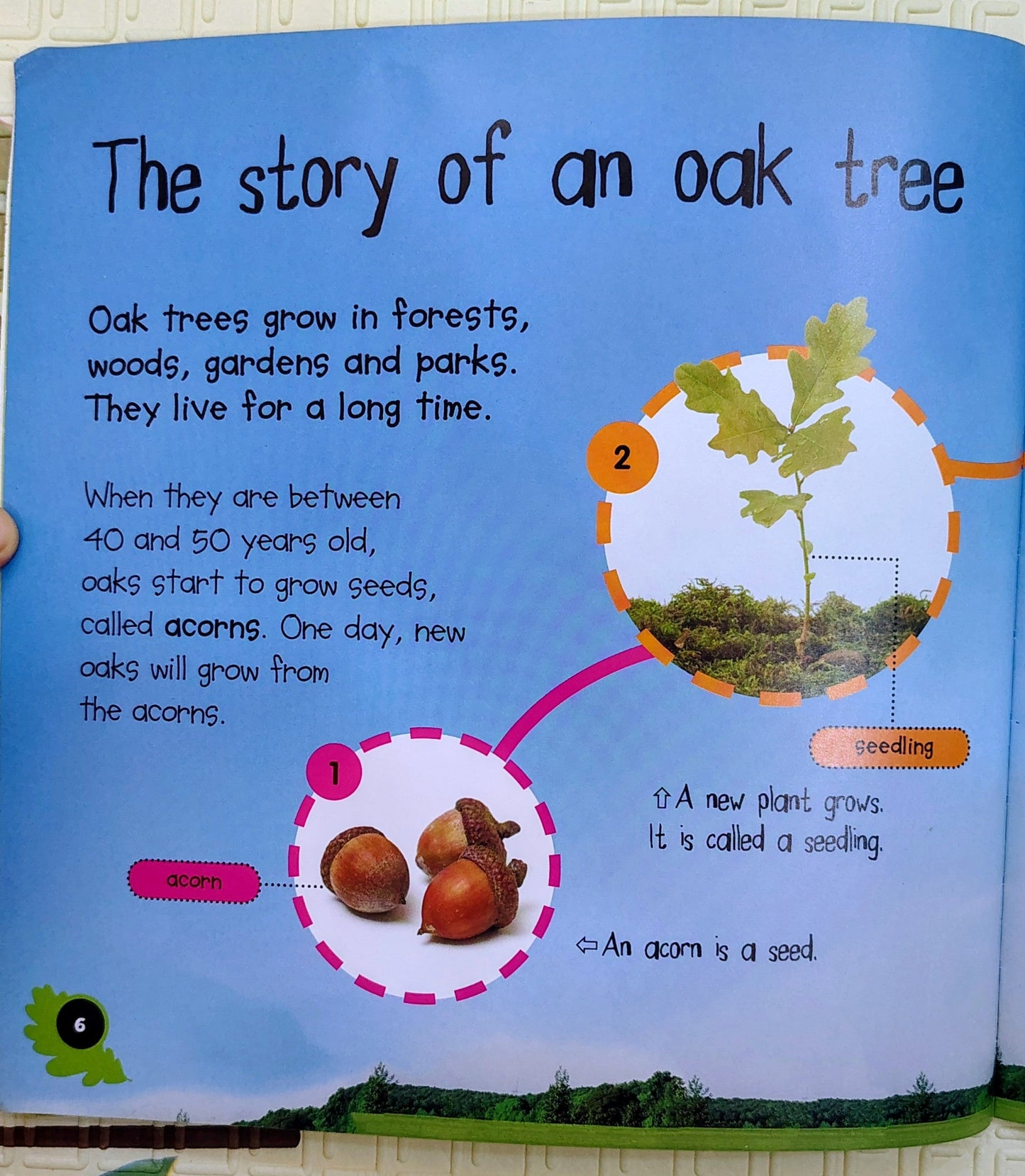 Acorn to Oak Tree by Camilla de la Bedoyere | LifeCycles