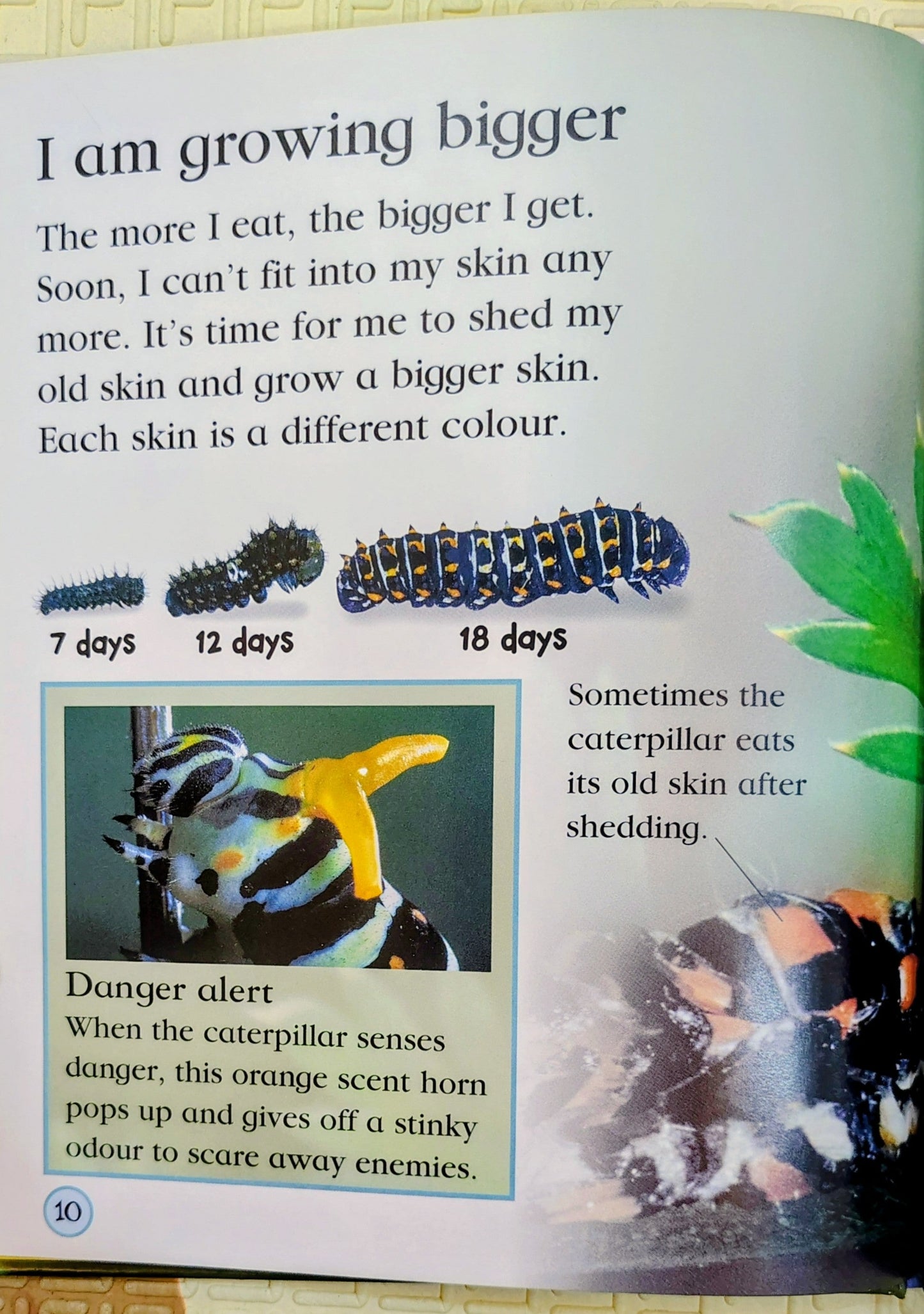 Watch Me Grow: Butterfly by DK