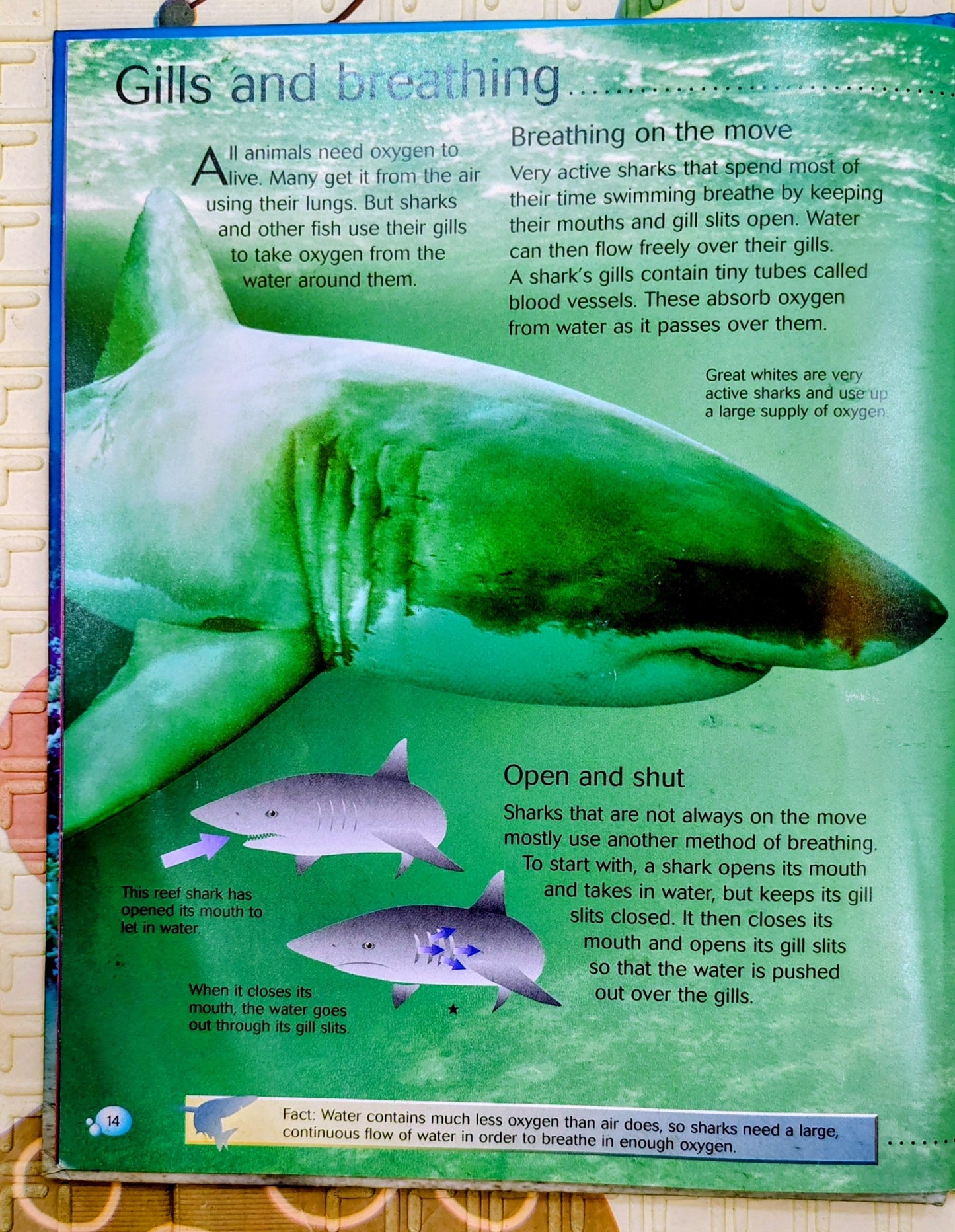Sharks | Usborne Discovery