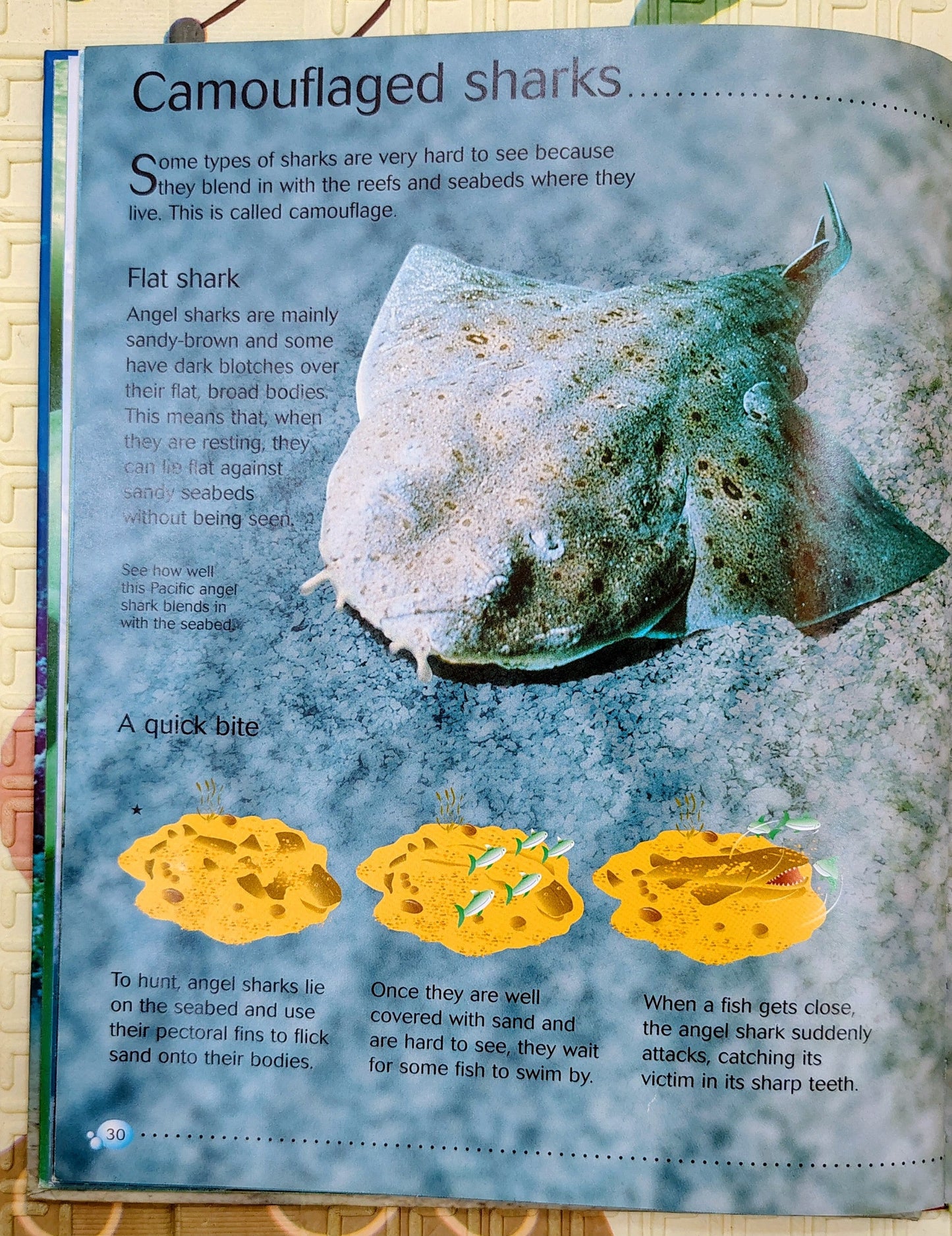 Sharks | Usborne Discovery