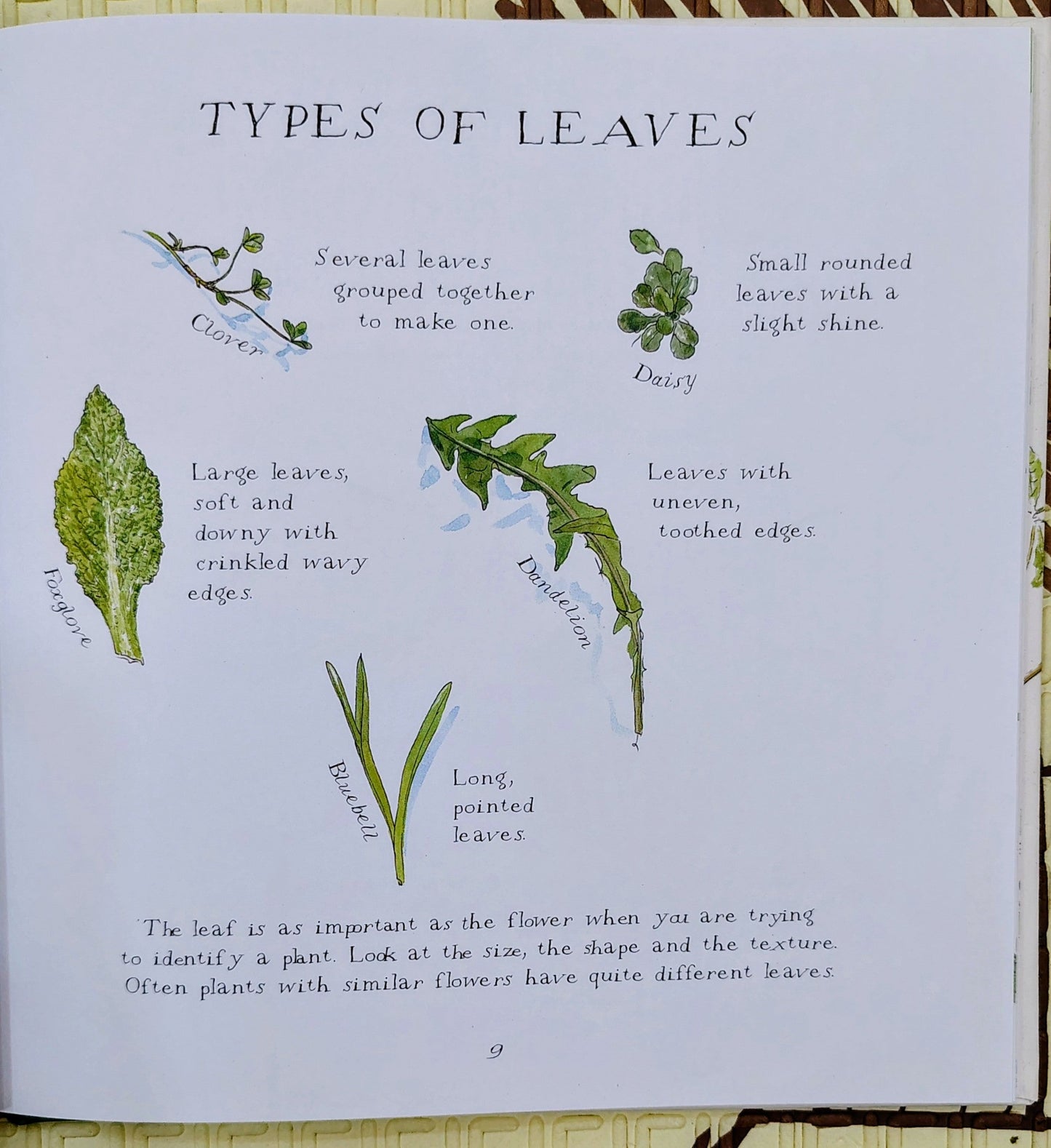 Woodland Walks by Charlotte Voake | A Guide to Trees and Flowers