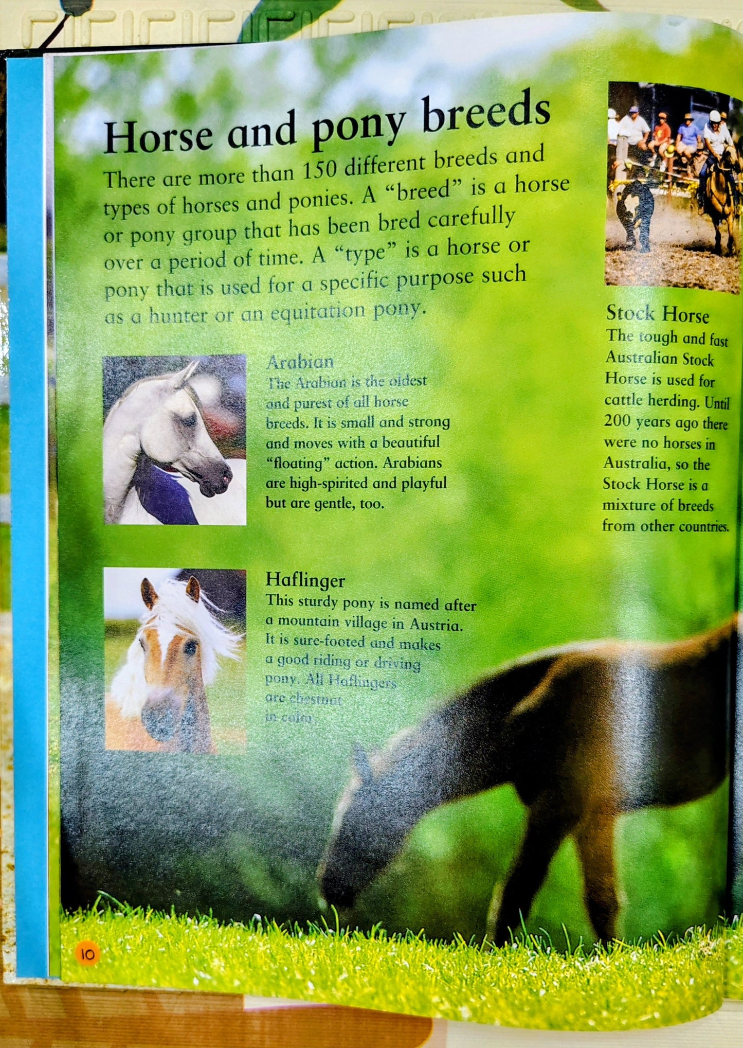 My First Horse and Pony Book by Judith Draper