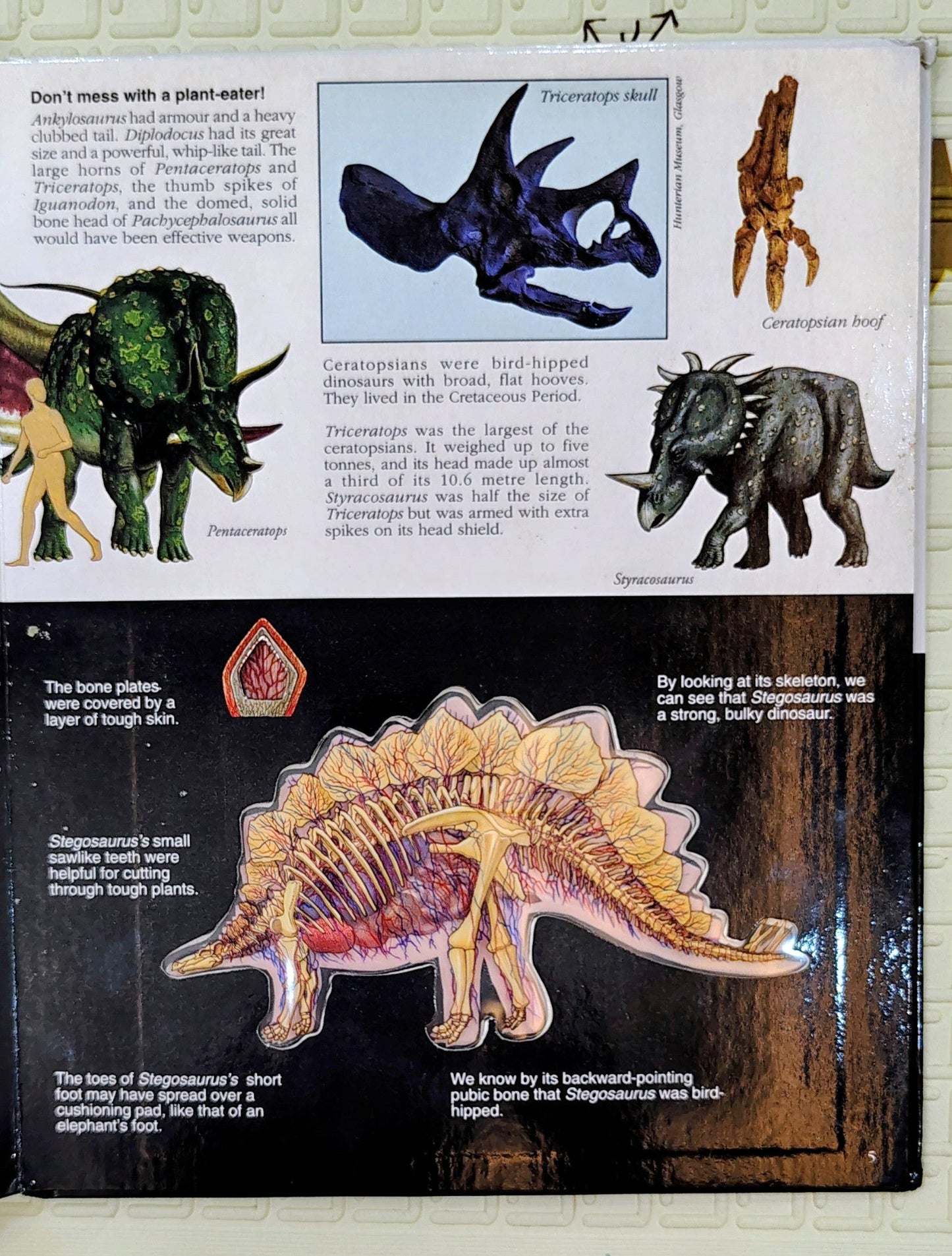 A Look Inside Dinosaurs by Neil Clark