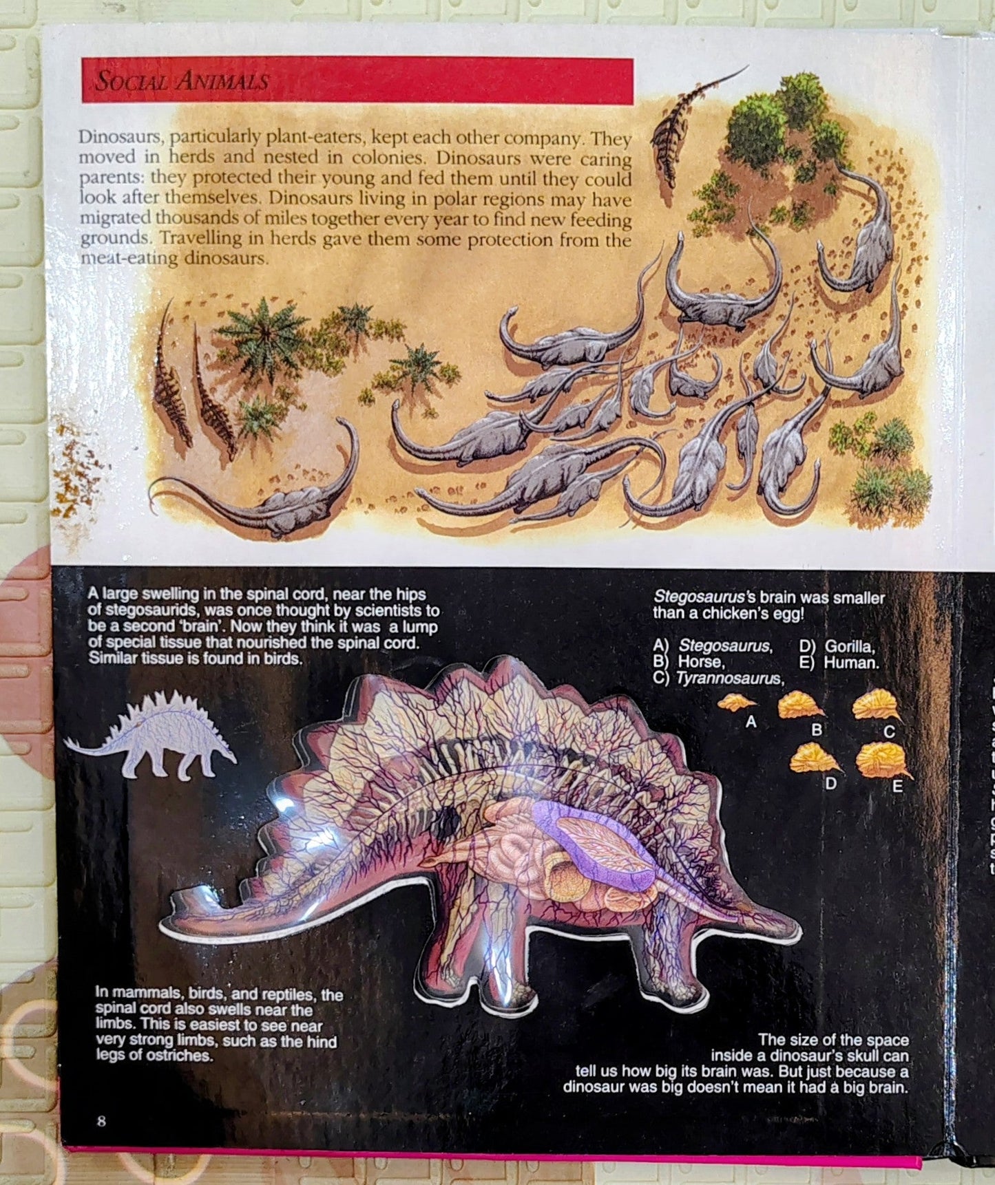 A Look Inside Dinosaurs by Neil Clark