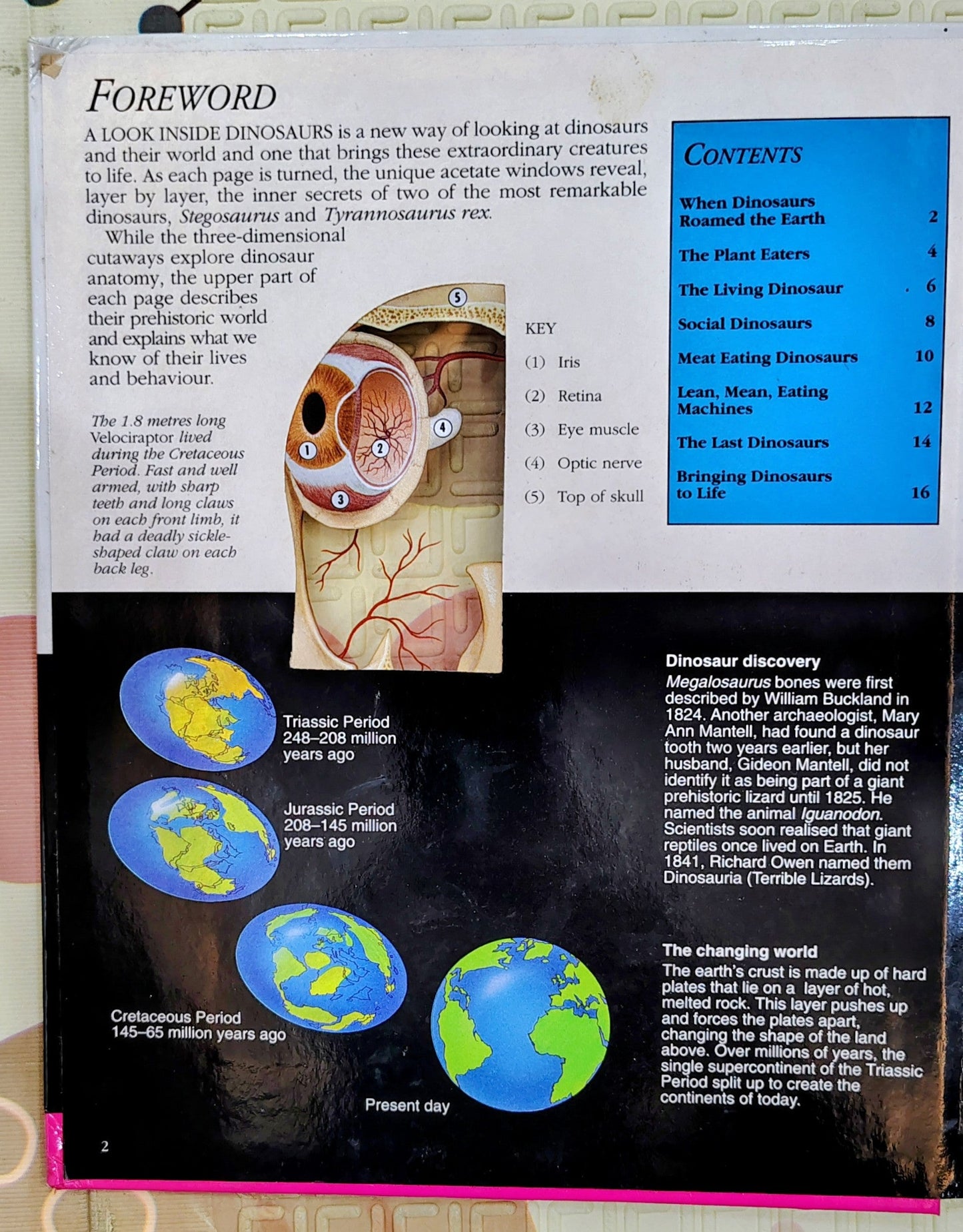 A Look Inside Dinosaurs by Neil Clark