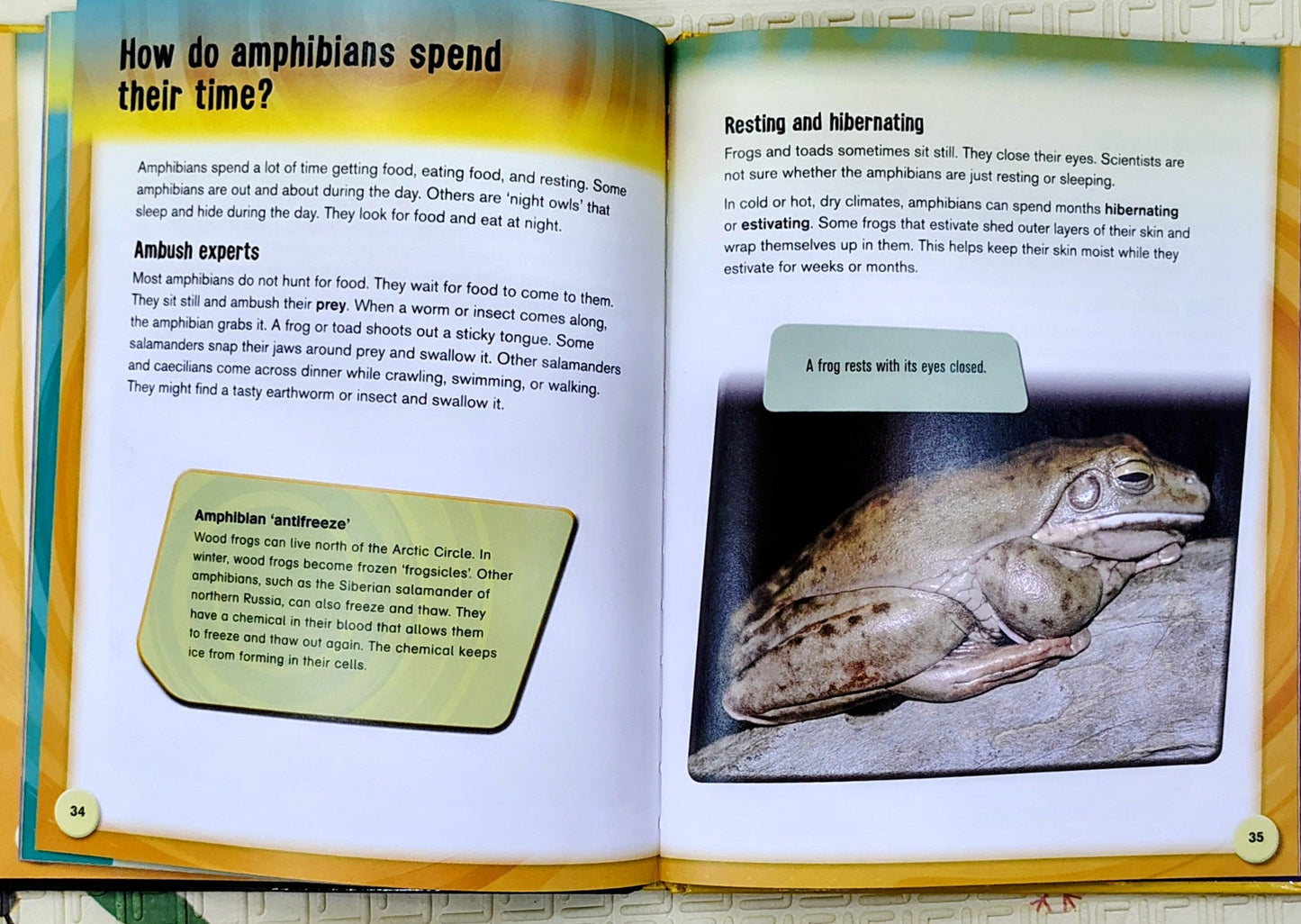 The Life Cycle of Amphibians | Life Cycles Series