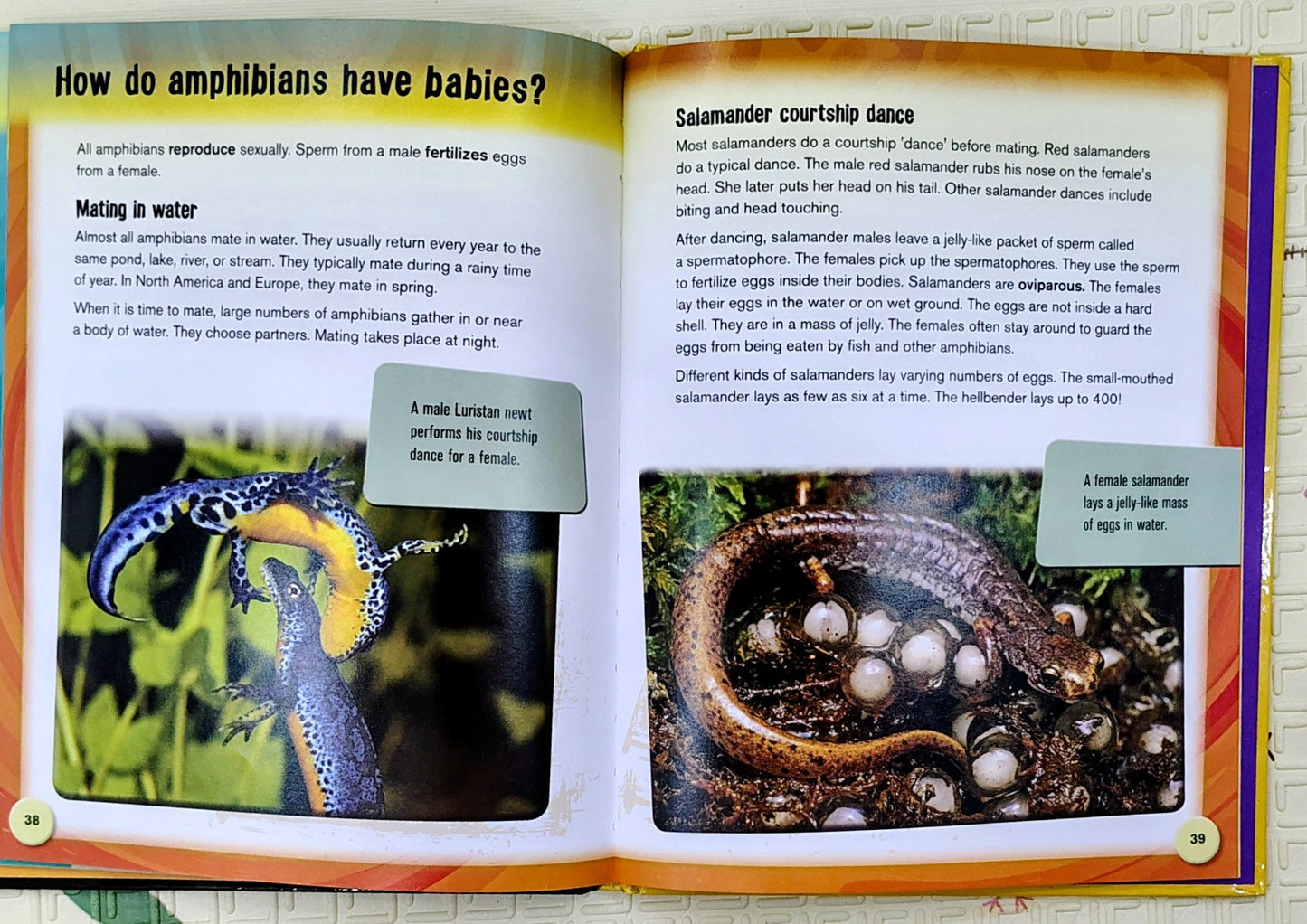 The Life Cycle of Amphibians | Life Cycles Series