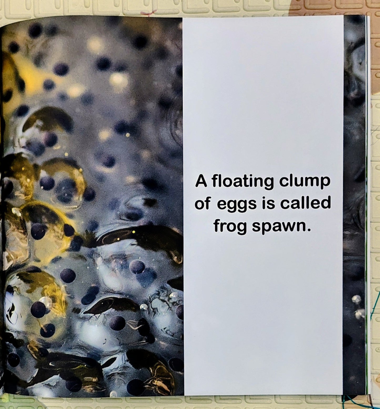1st Grade Books For Boys: Frog Life Cycle by Baby Professor