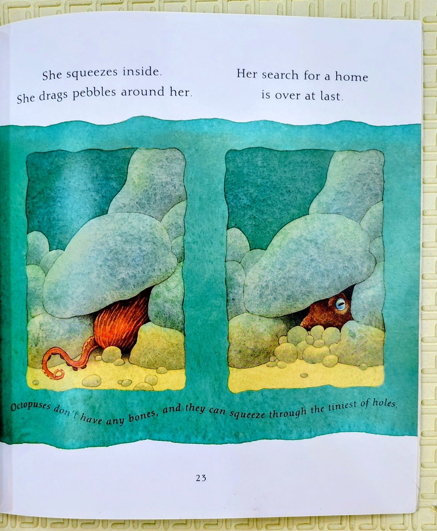 Gentle Giant Octopus by Karen Wallace and Mike Bostock