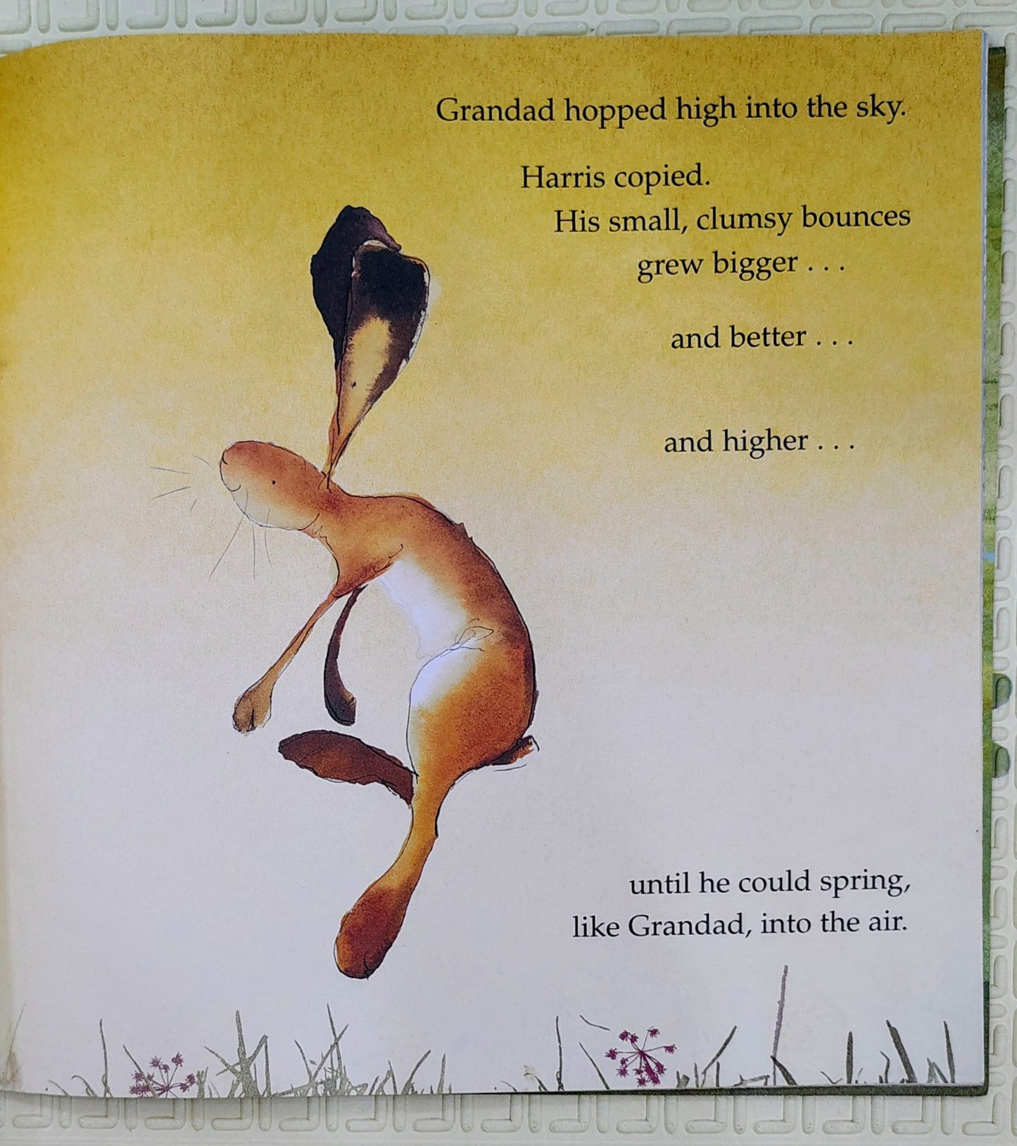 Harris Finds His Feet by Catherine Rayner | Little Tiger Press