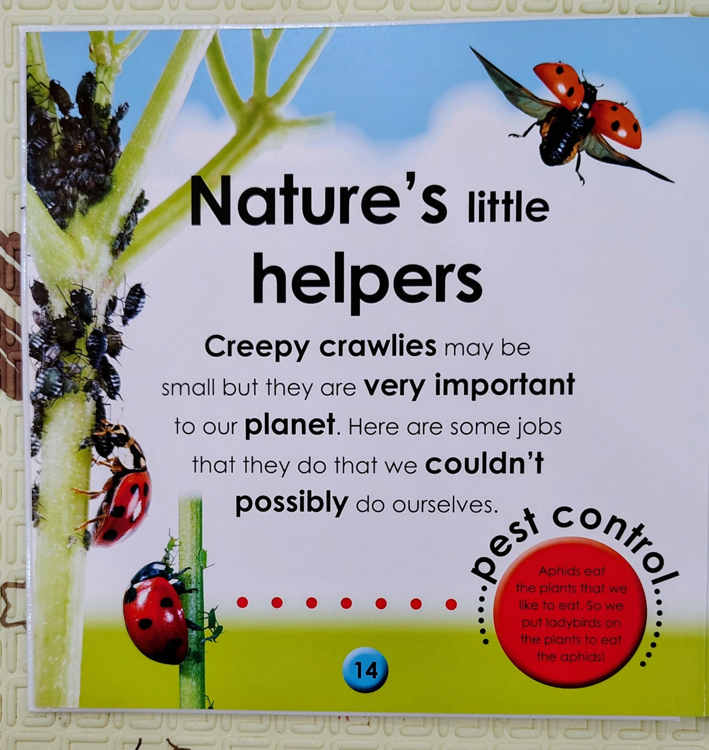 First Facts: Bugs by DK | Boardbook