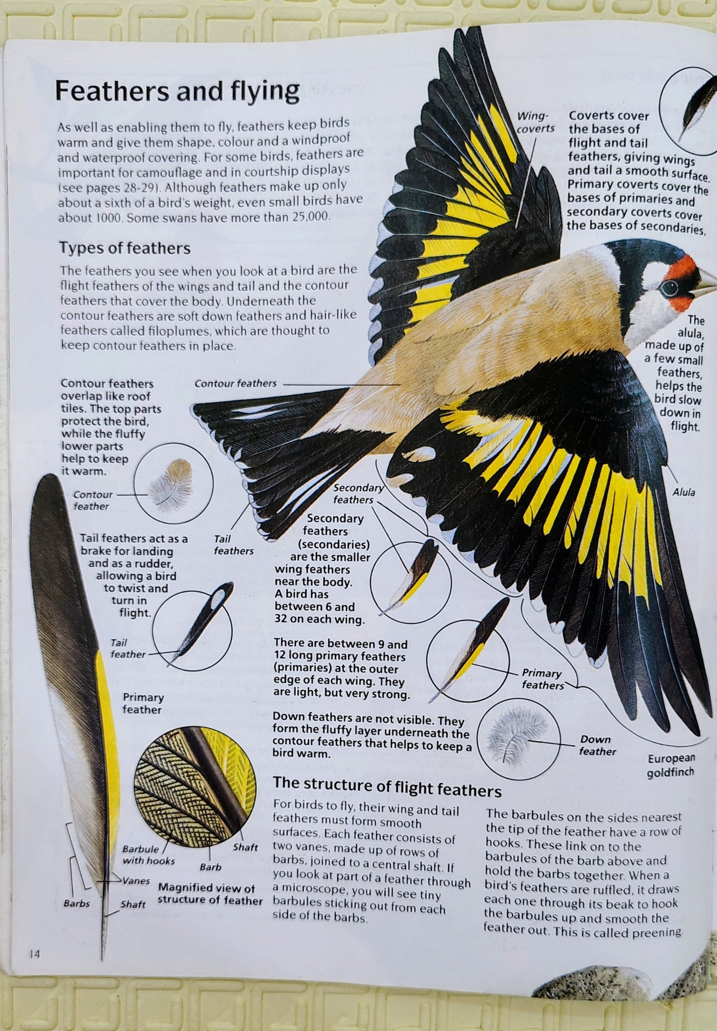 Ornithology by Usborne | Usborne Science and Nature