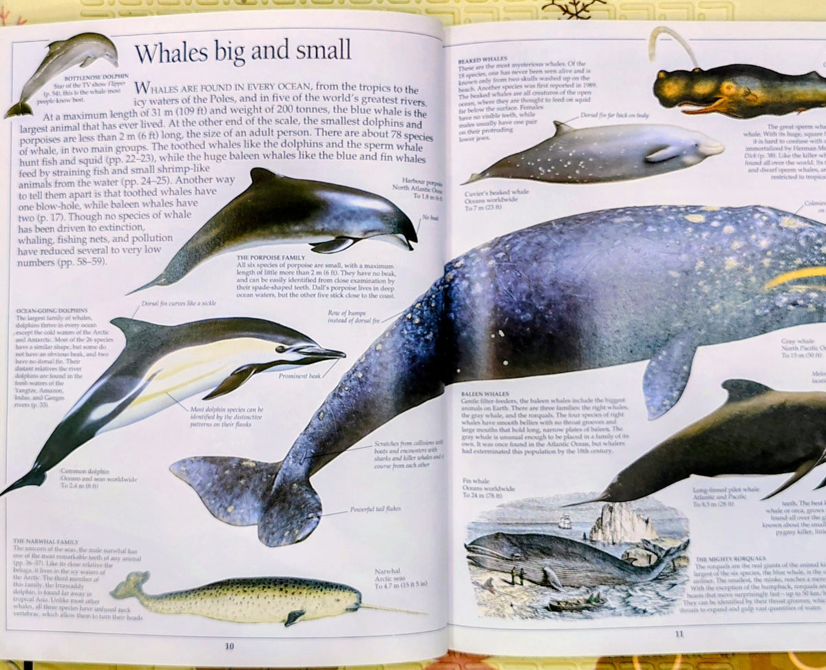 Eyewitness Whale by DK | See and Discover | Non-Fiction