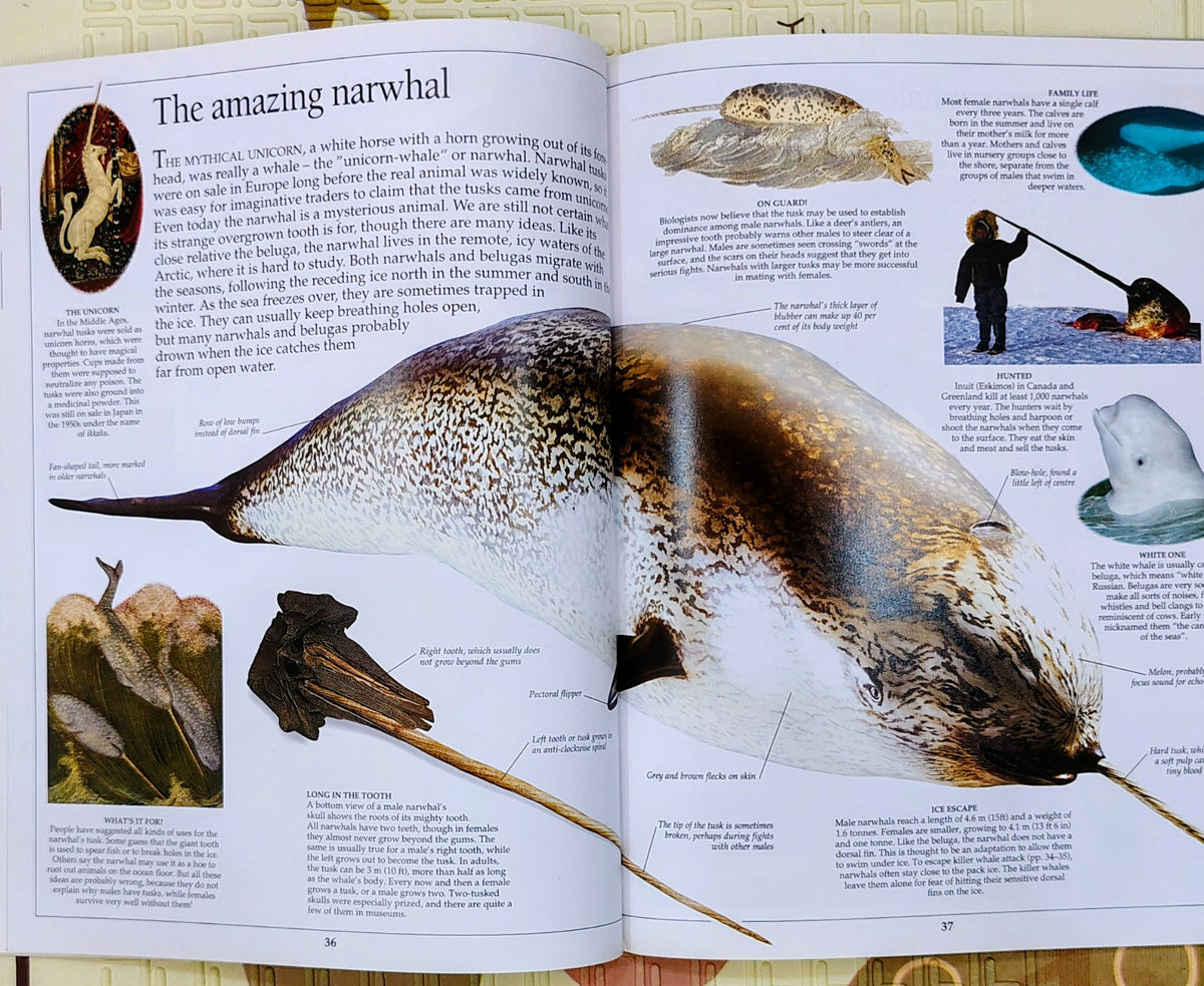 Eyewitness Whale by DK | See and Discover | Non-Fiction