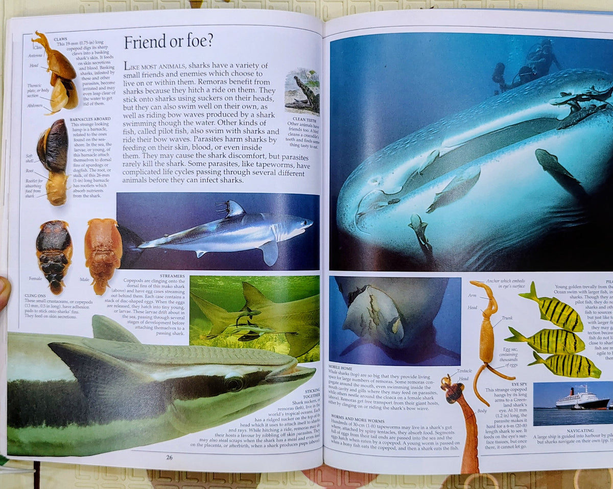 Eyewitness Shark by DK | See and Discover | Non-Fiction