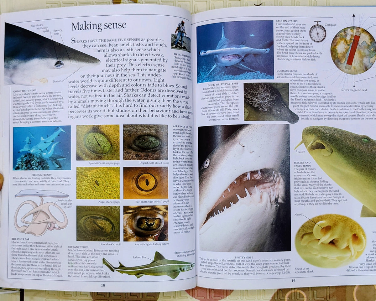 Eyewitness Shark by DK | See and Discover | Non-Fiction