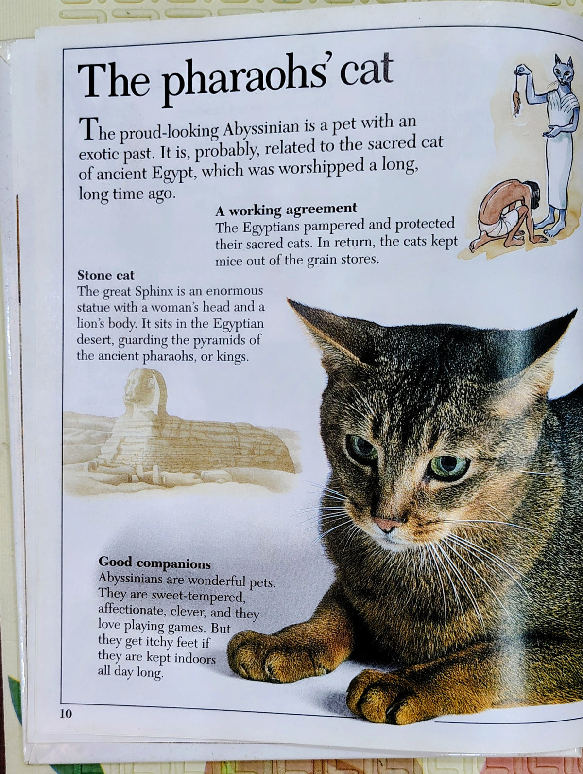 Amazing Worlds: Amazing Cats by DK | Non fiction
