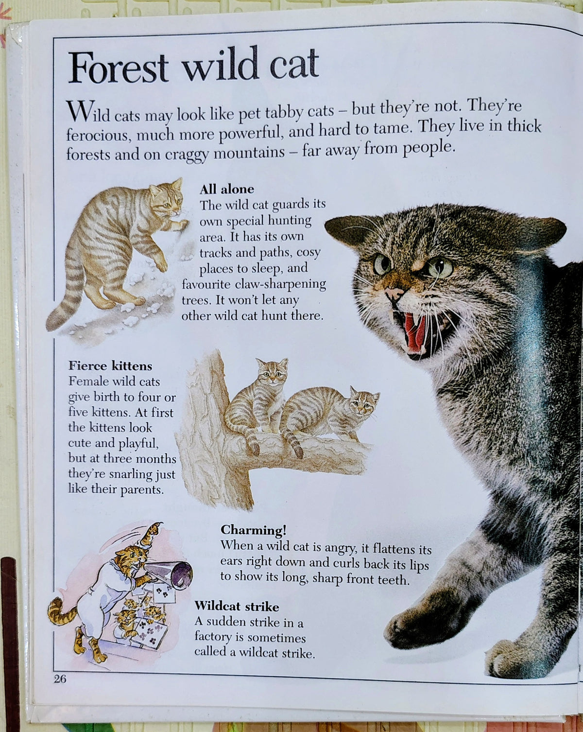 Amazing Worlds: Amazing Cats by DK | Non fiction