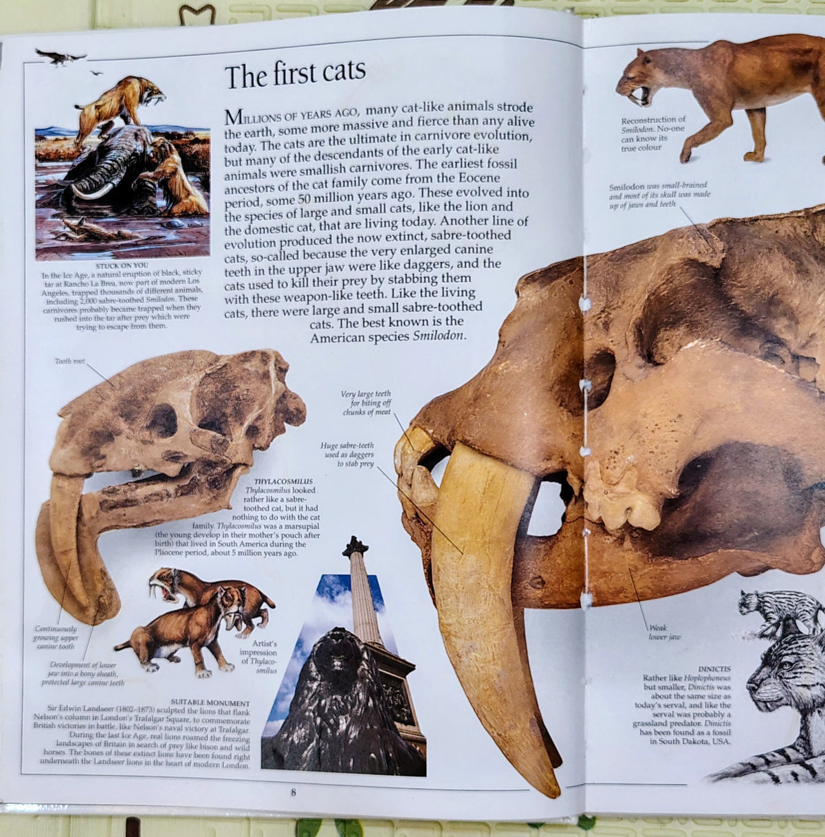 Cat by Eyewitness Guides | Dorling Kindersley | Non-Fiction