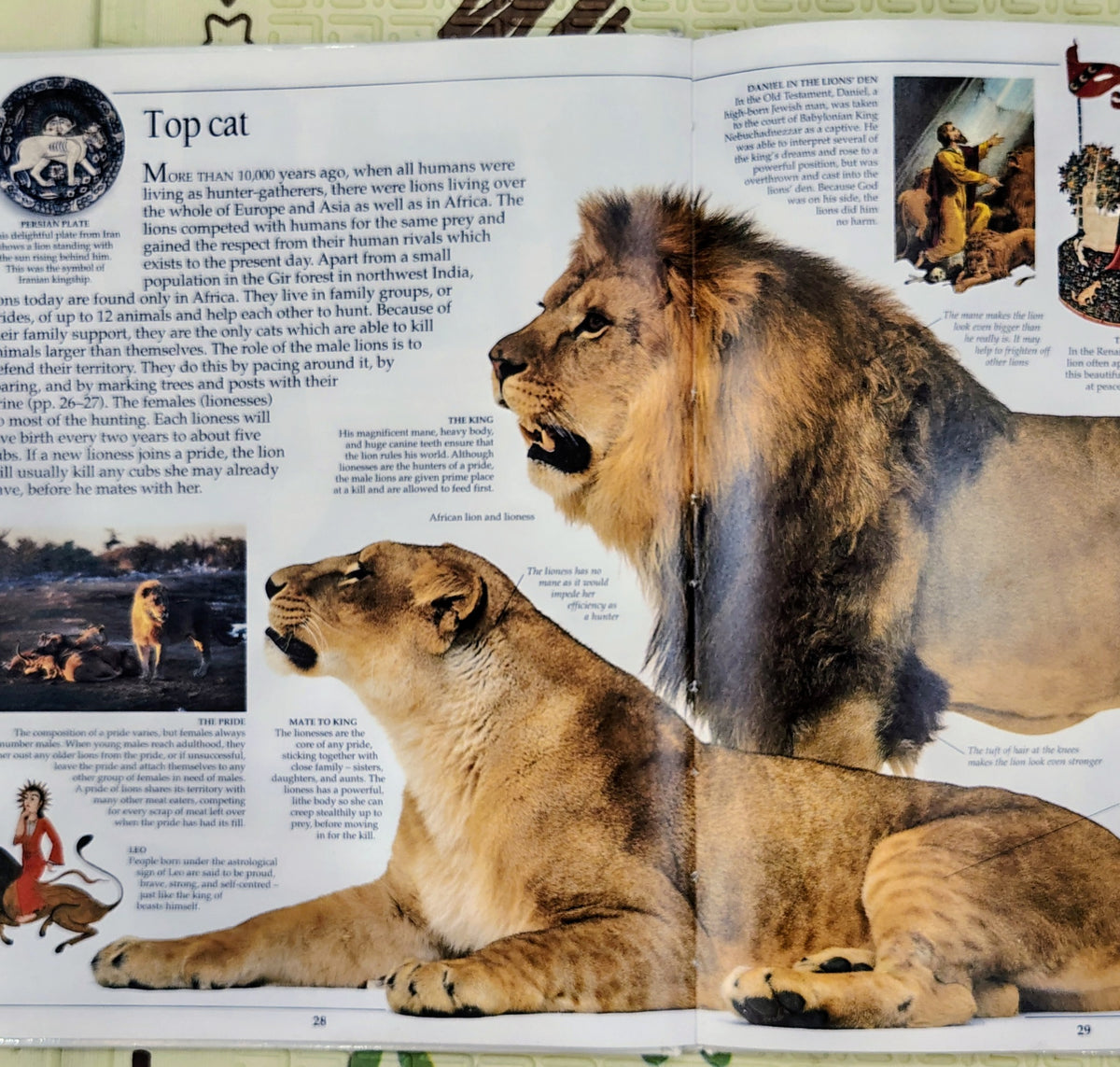 Cat by Eyewitness Guides | Dorling Kindersley | Non-Fiction