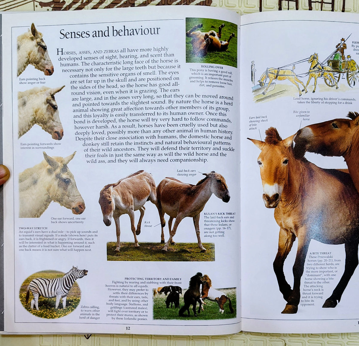Horse by Eyewitness Guides | DK | See and Discover