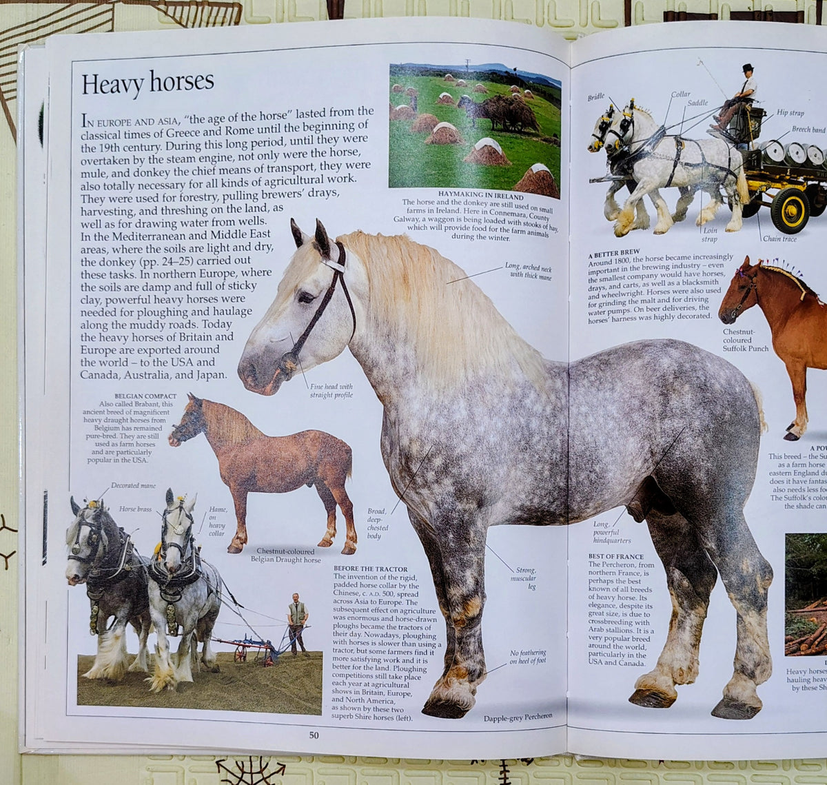 Horse by Eyewitness Guides | DK | See and Discover