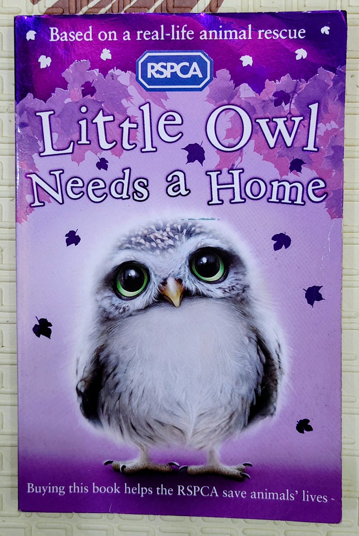 Little Owl Needs a Home | RSPCA