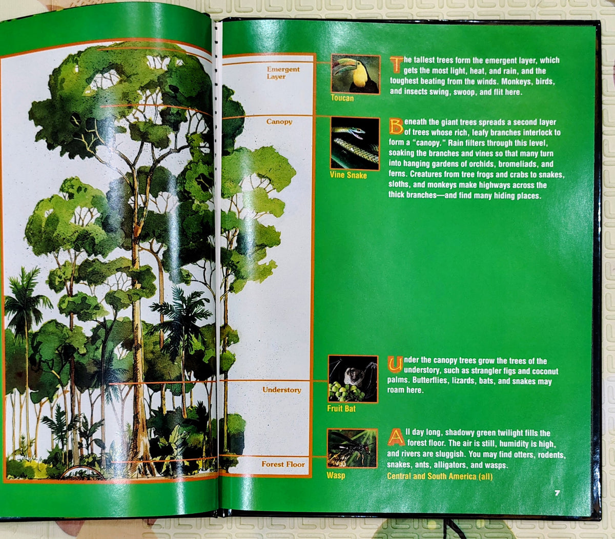 Destination: Rainforest by Jonathan Grupper | National Geographic