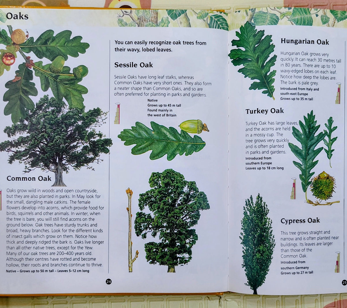 Junior Nature Guides: Trees by Watch | Nature Guides