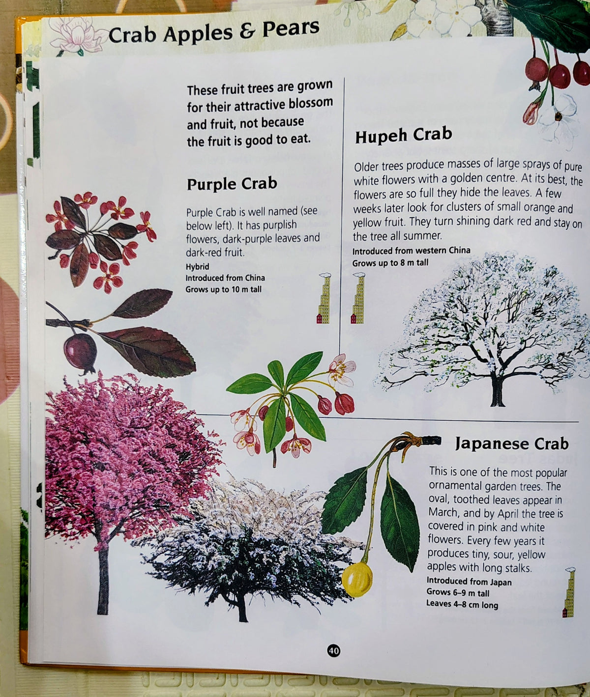 Junior Nature Guides: Trees by Watch | Nature Guides