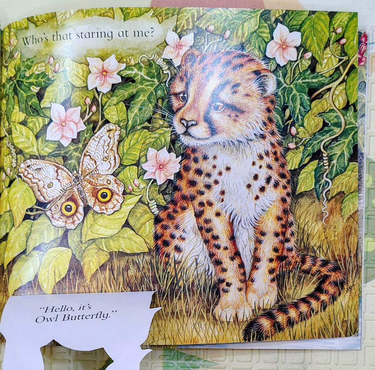 Catch Up, Little Cheetah by Michele Coxon | Lift the Flap